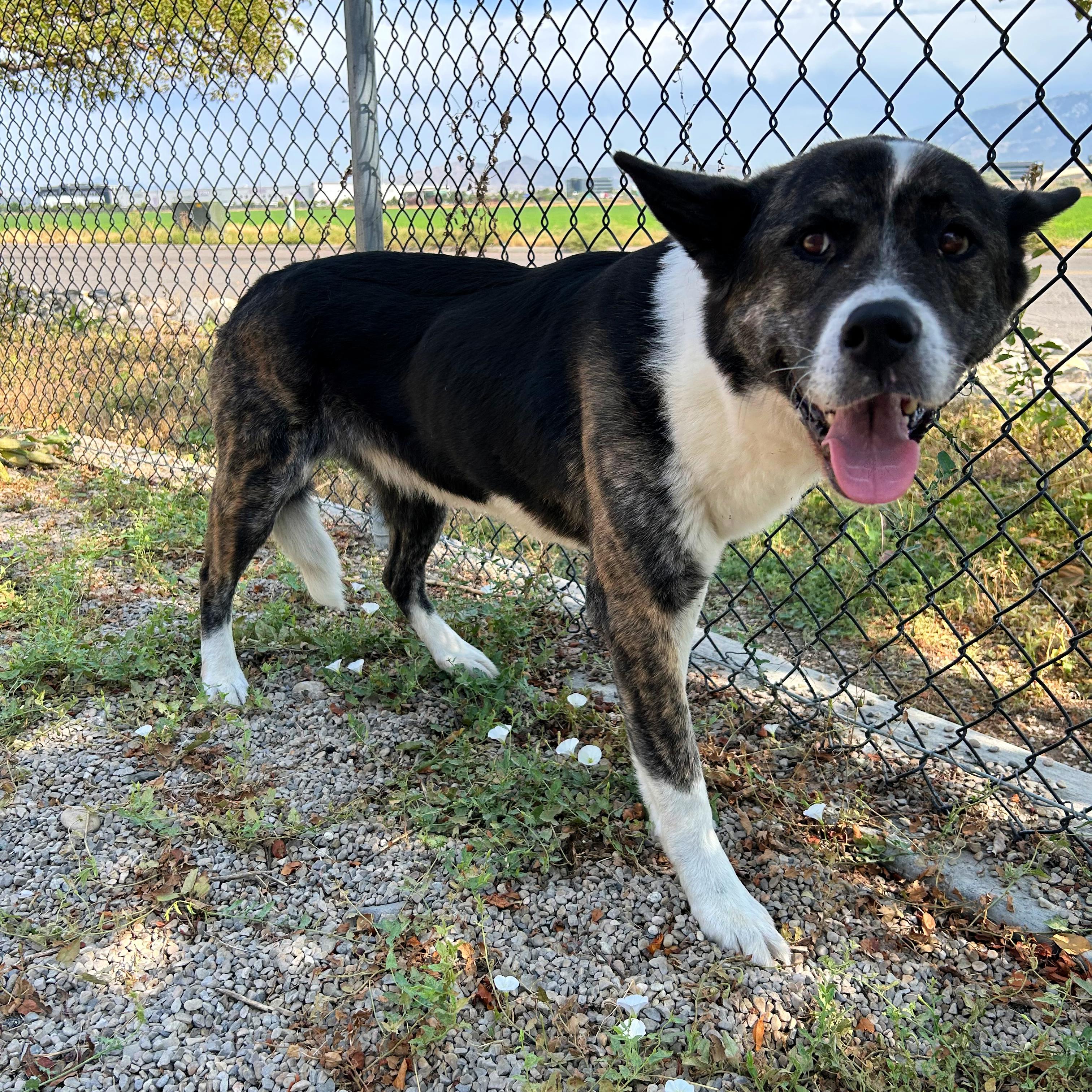 Nebula, a ADOPTABLE mixed breed in Lindon, UT image 2/6