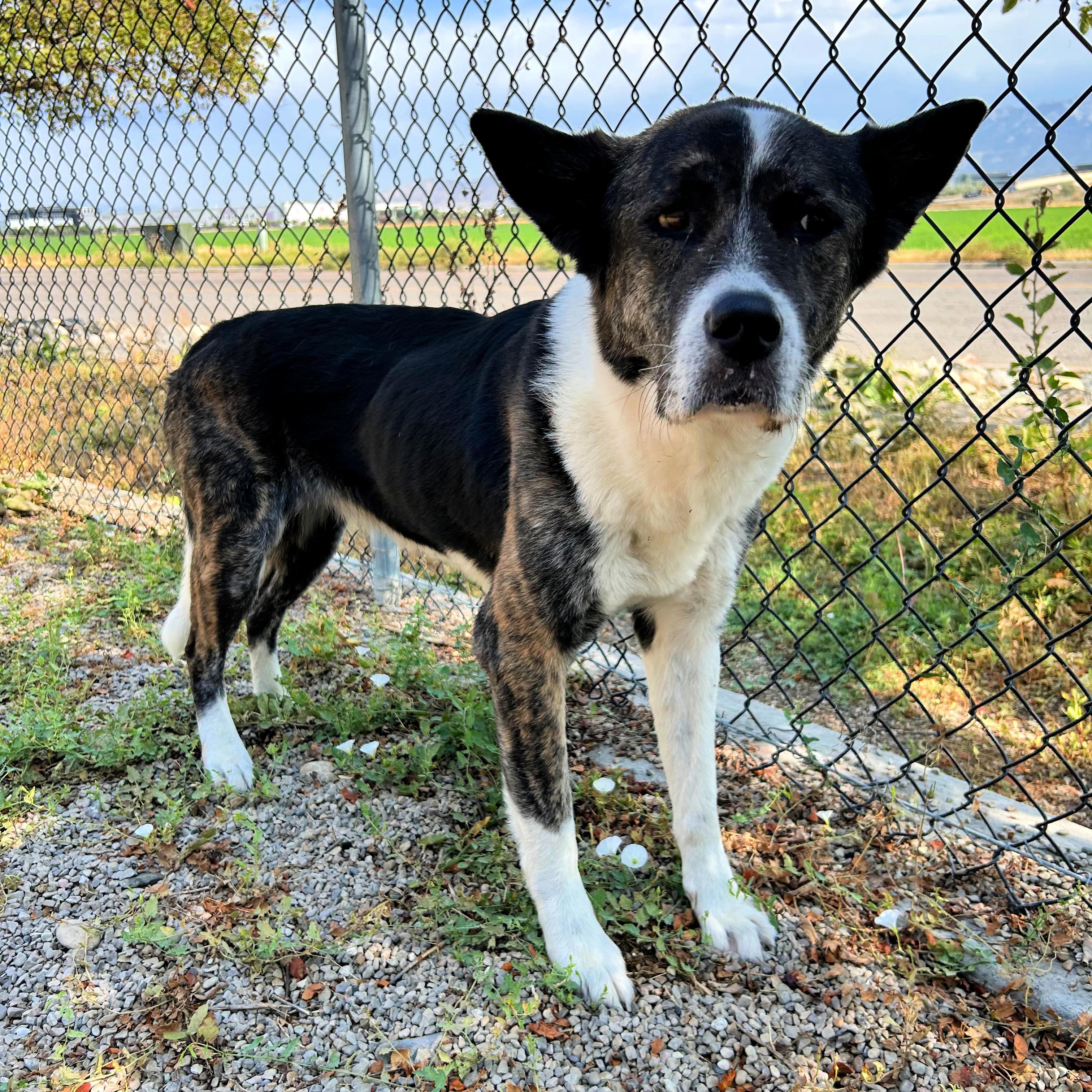 Nebula, ADOPTABLE, Adult Female Akita.