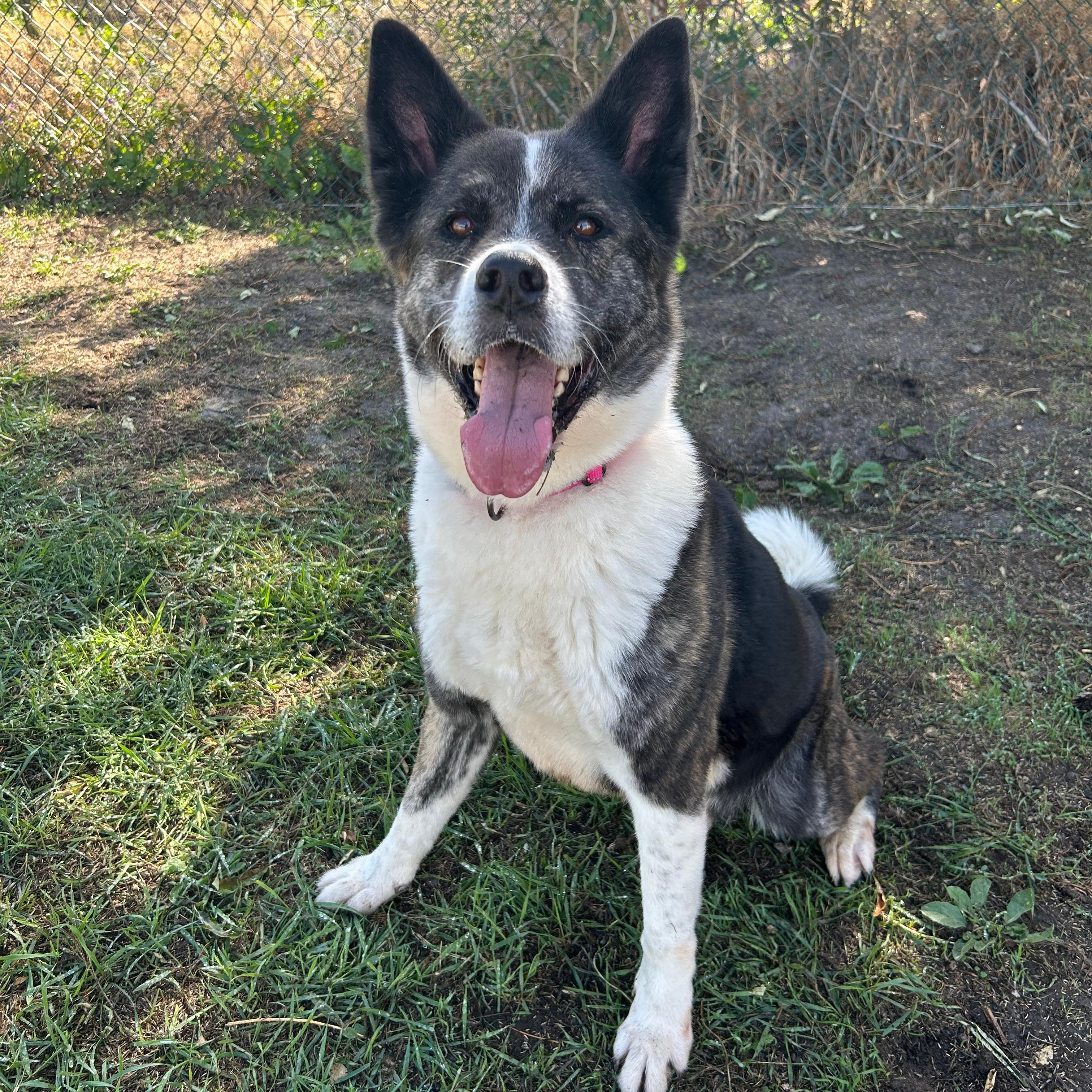 Enlarge Nebula, a Adoptable mixed breed in Lindon, UT image 6/6