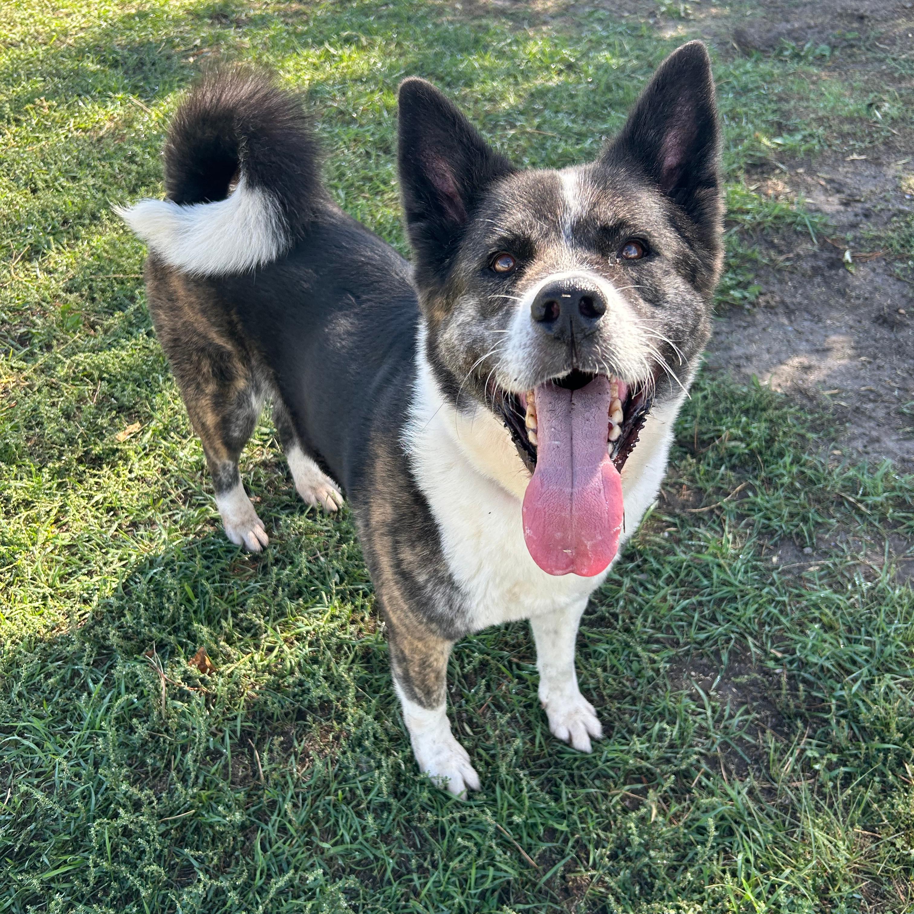 Enlarge Nebula, a Adoptable mixed breed in Lindon, UT image 5/6