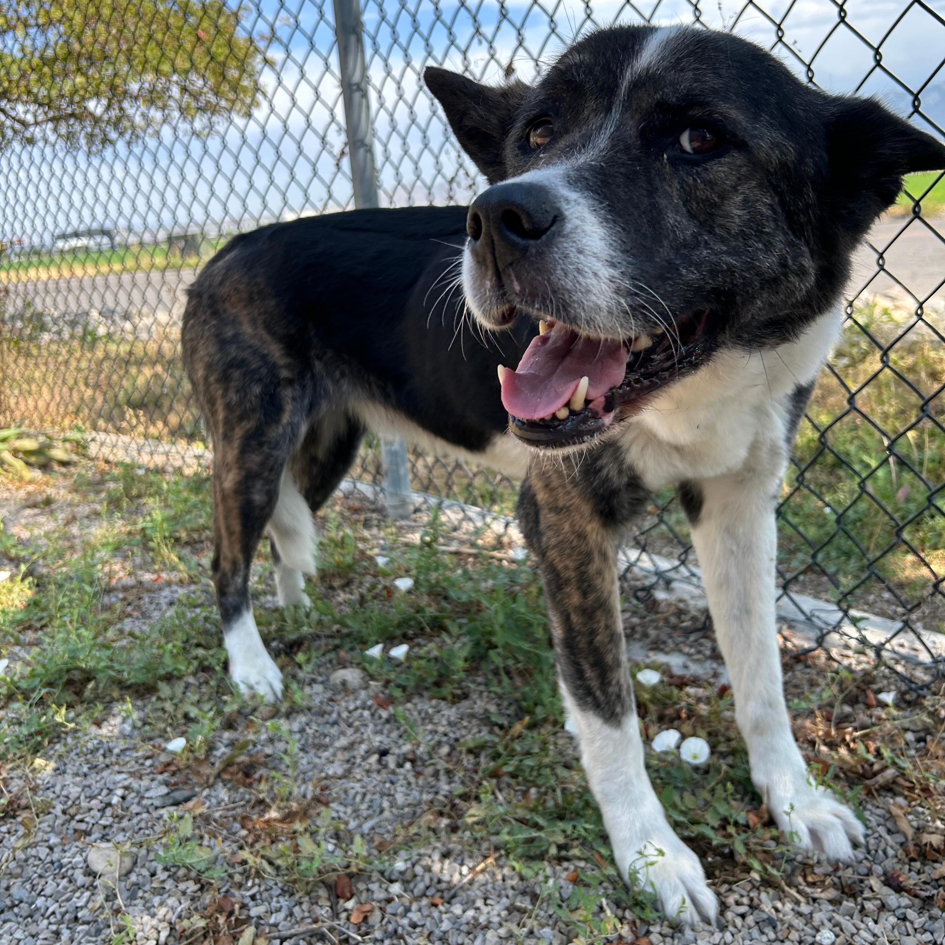 Nebula, a ADOPTABLE mixed breed in Lindon, UT image 6/6