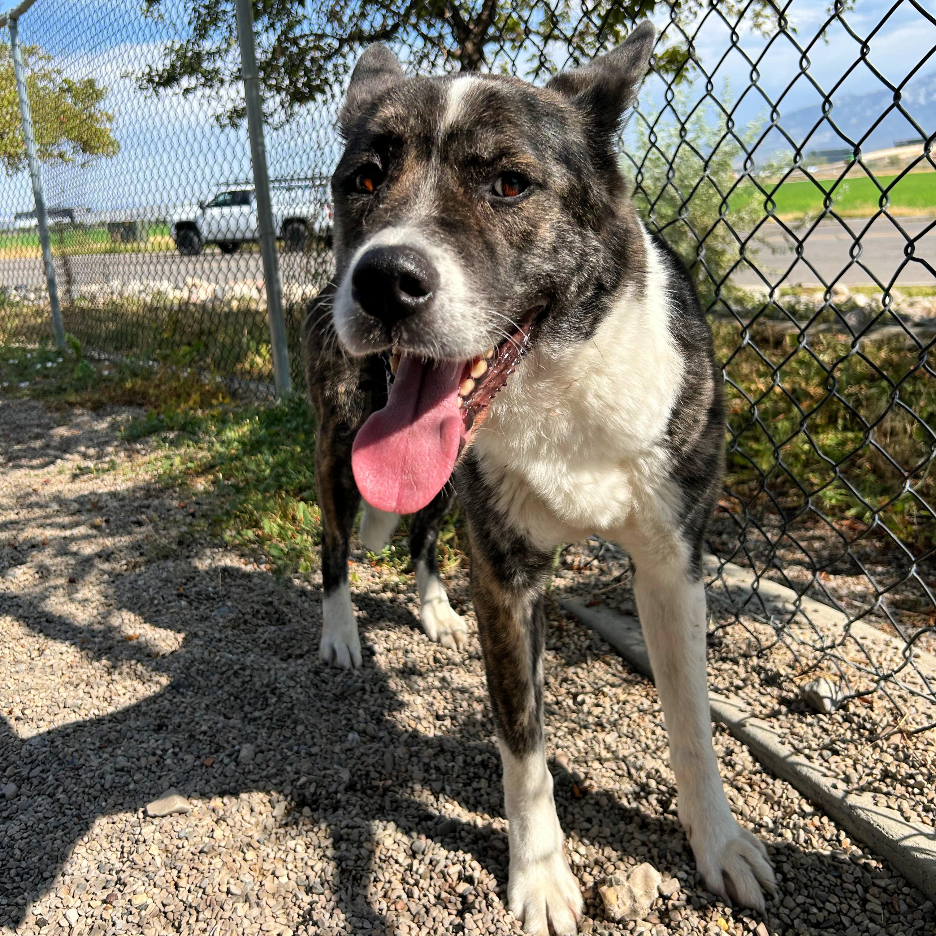 Nebula, a ADOPTABLE mixed breed in Lindon, UT image 5/6