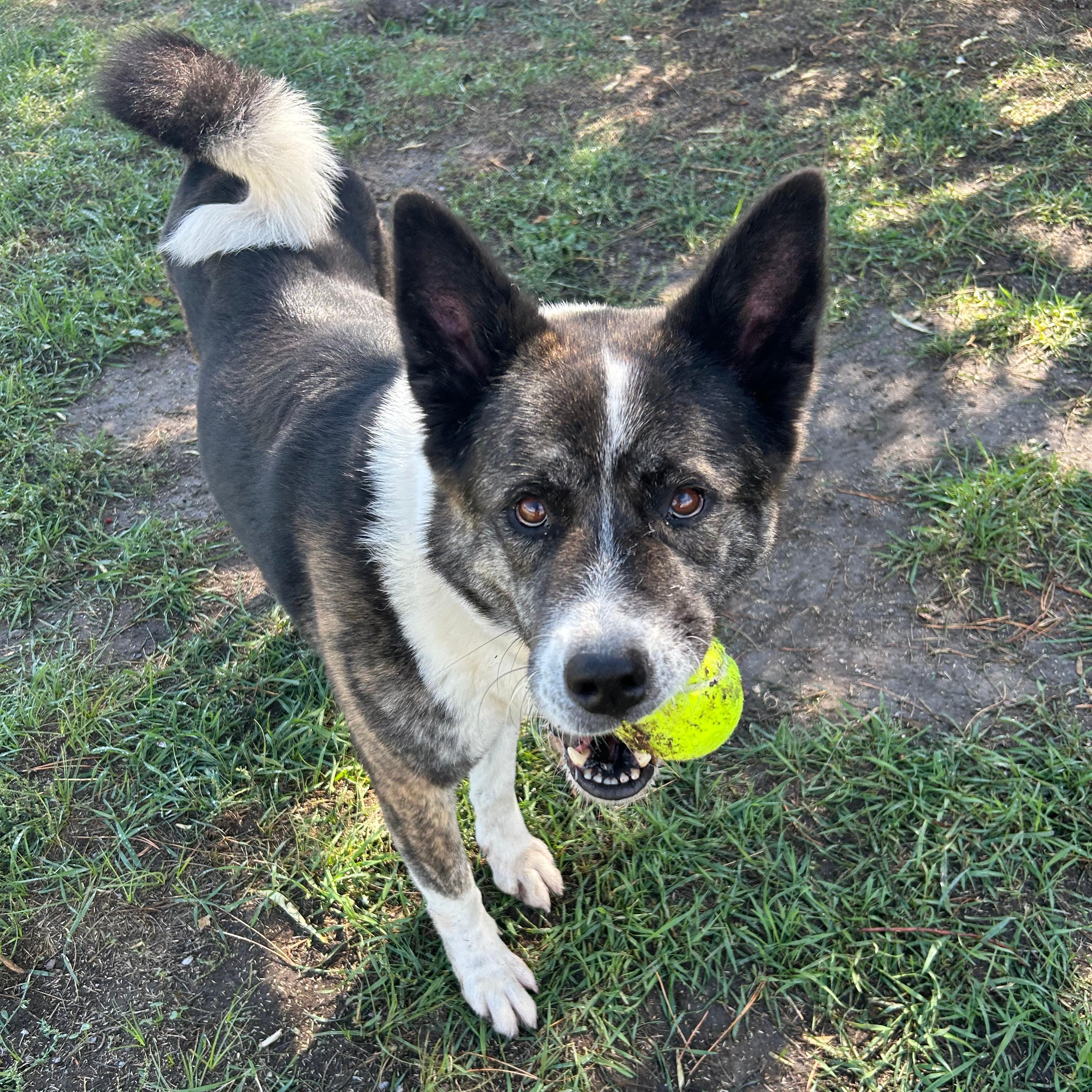 Enlarge Nebula, a Adoptable mixed breed in Lindon, UT image 3/6
