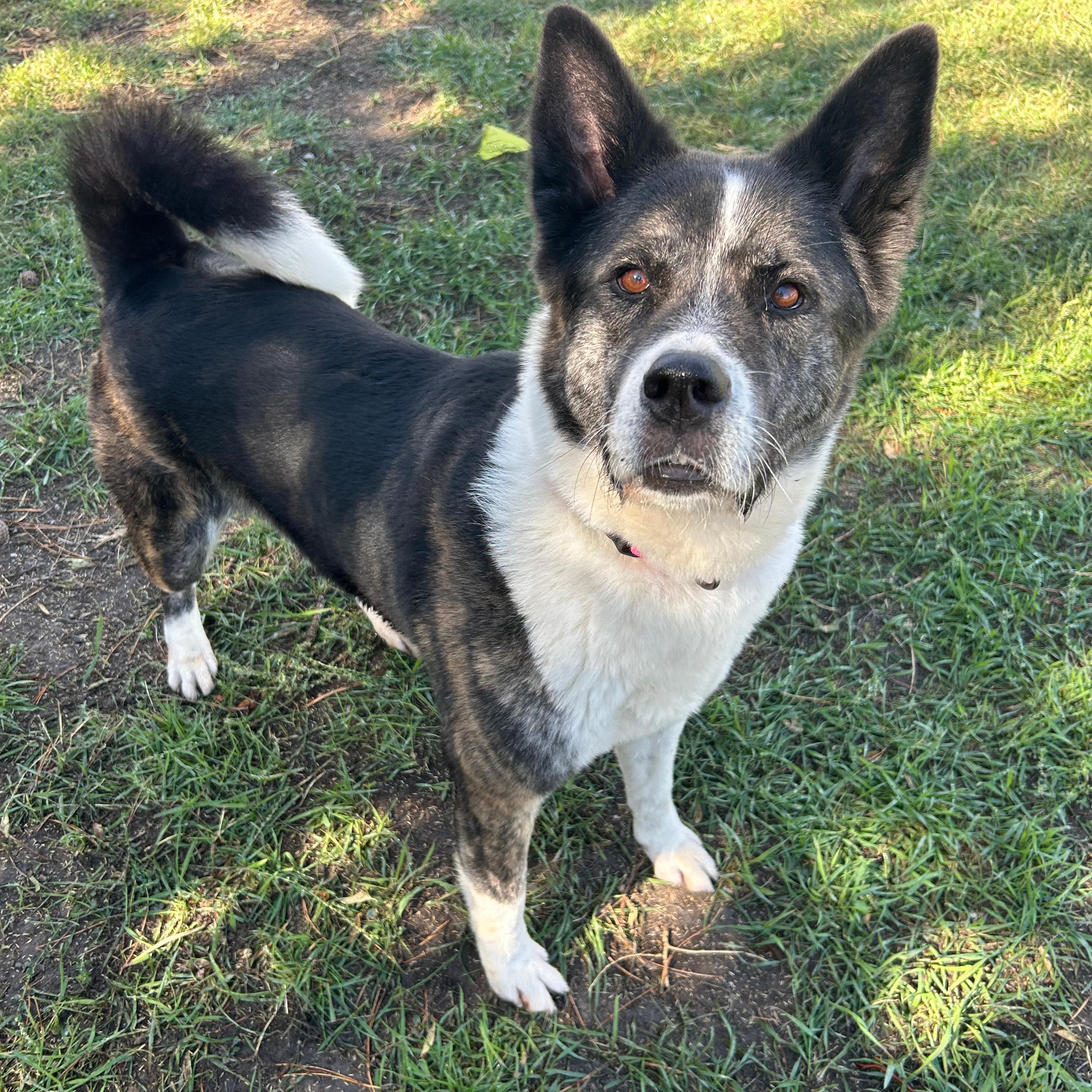 Nebula, Adoptable, Adult Female Akita.