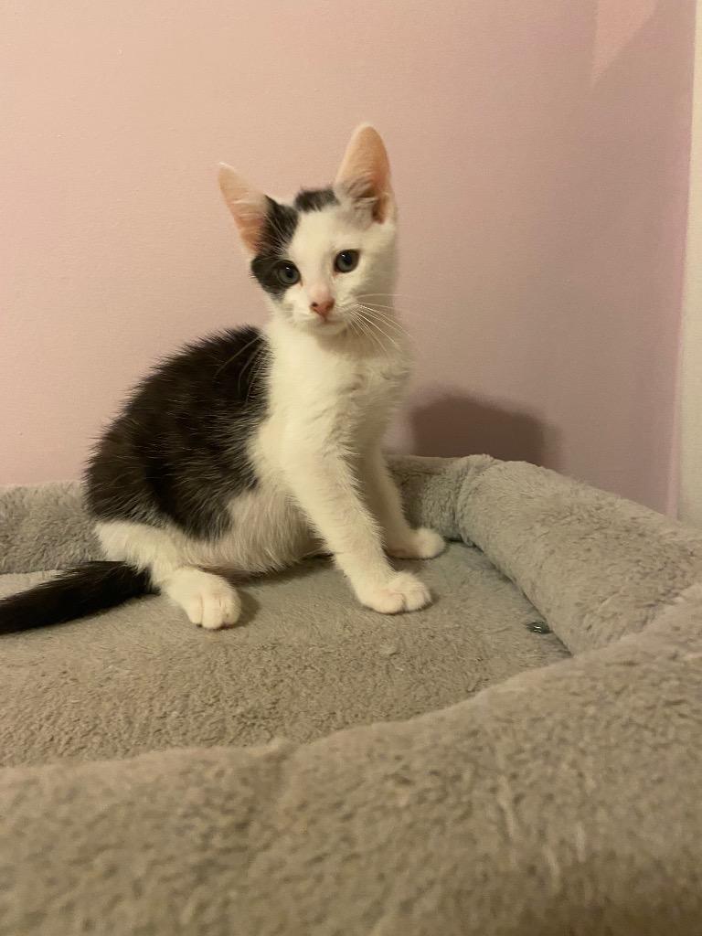 Enlarge Sweet Tea, a Adoptable mixed breed in Leonardtown, MD image 1/1