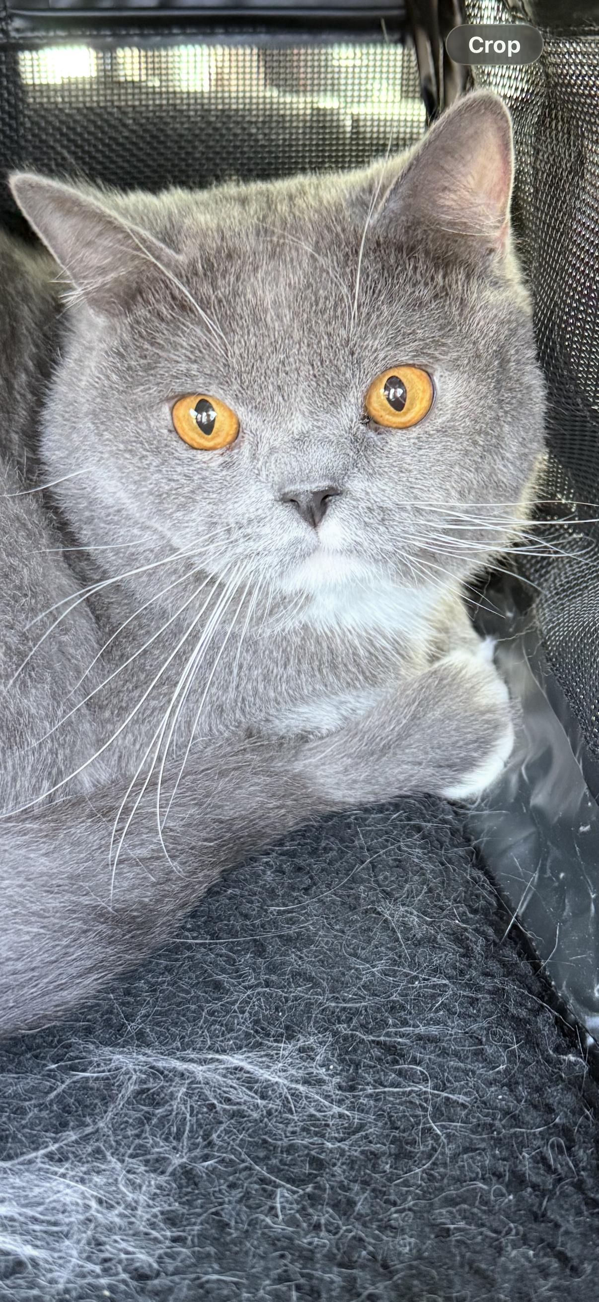 Milo, ADOPTABLE, Adult Male British Shorthair.