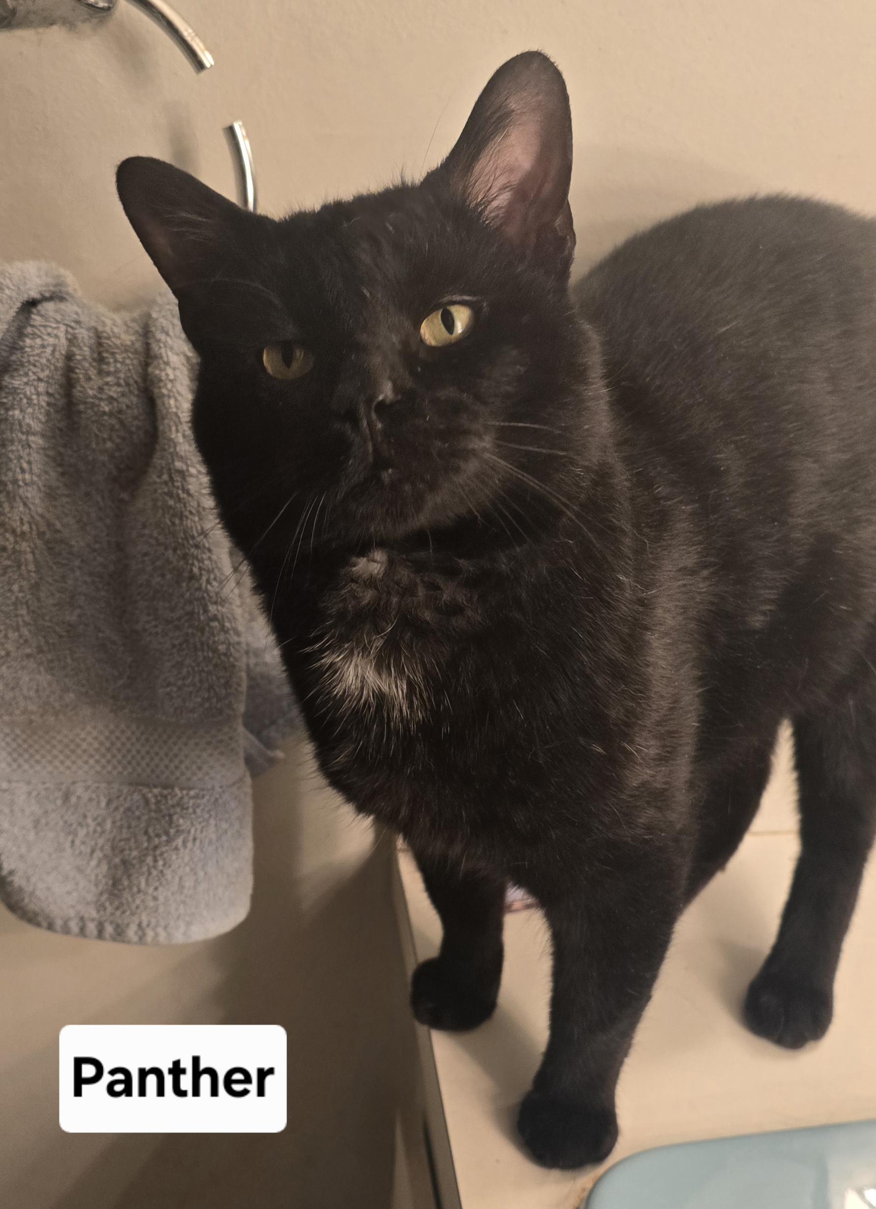 Enlarge Panther, a ADOPTABLE American Shorthair in Eastlake, OH image 2/3