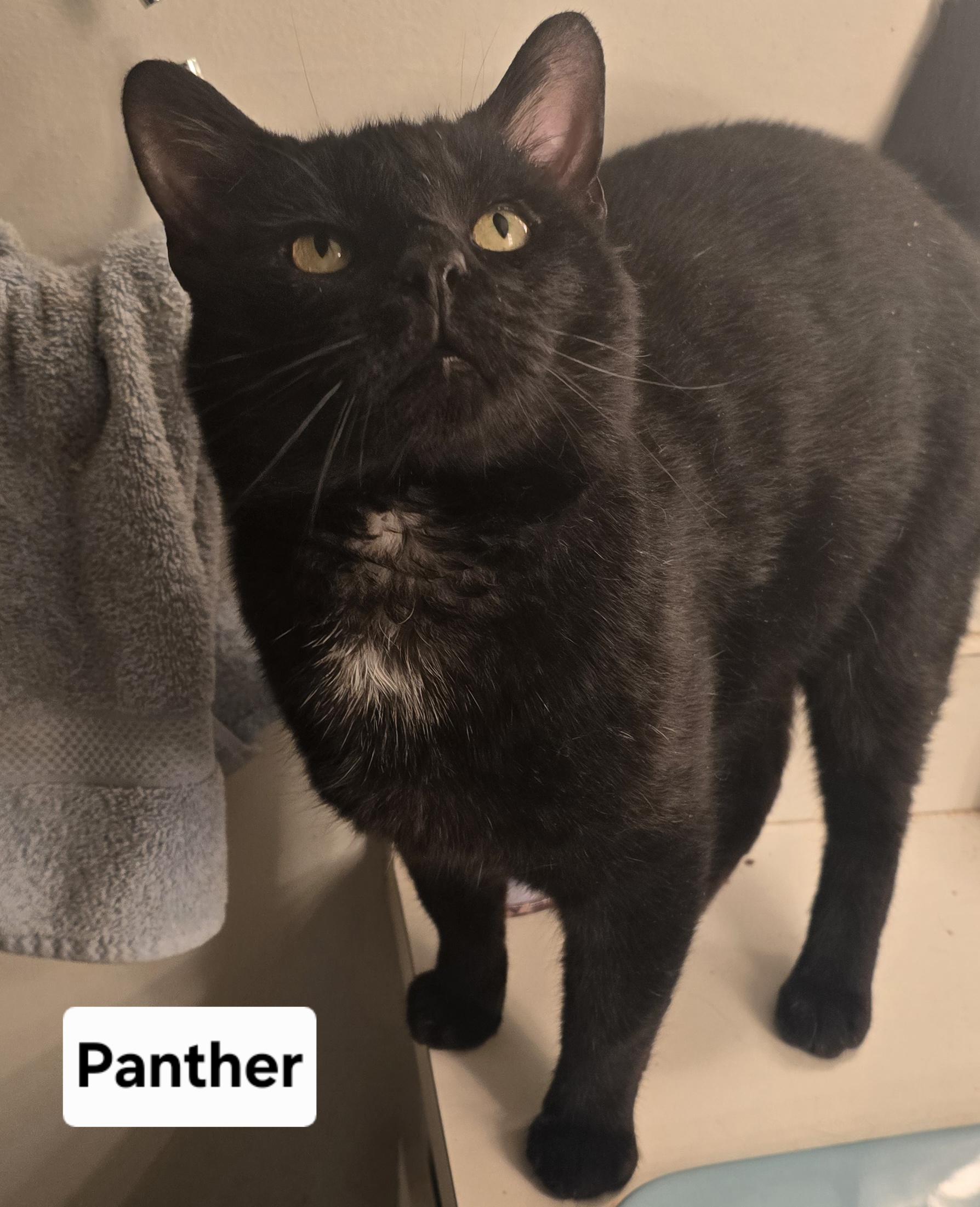 Panther, ADOPTABLE, Young Male American Shorthair.