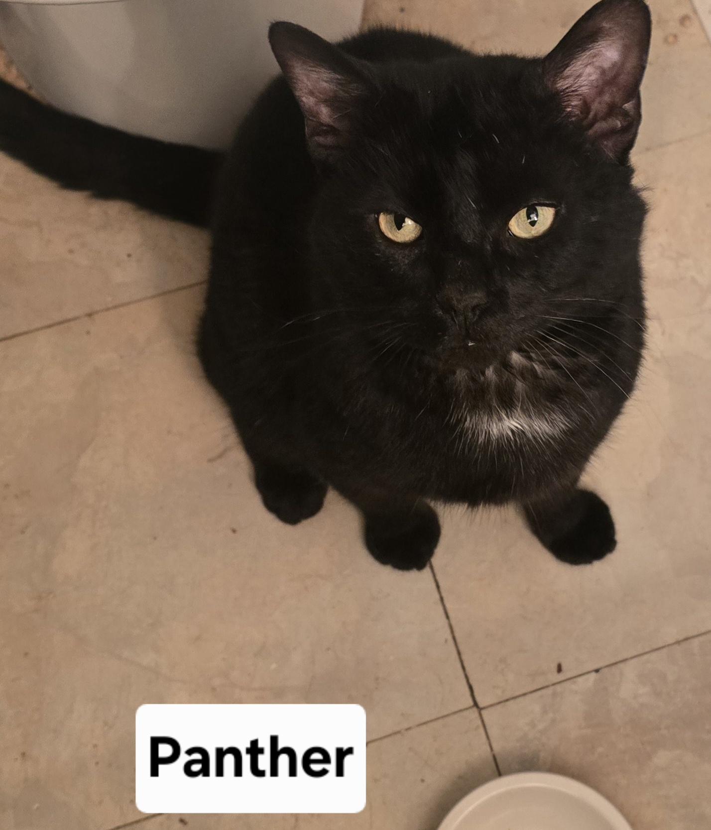 Enlarge Panther, a ADOPTABLE American Shorthair in Eastlake, OH image 3/3