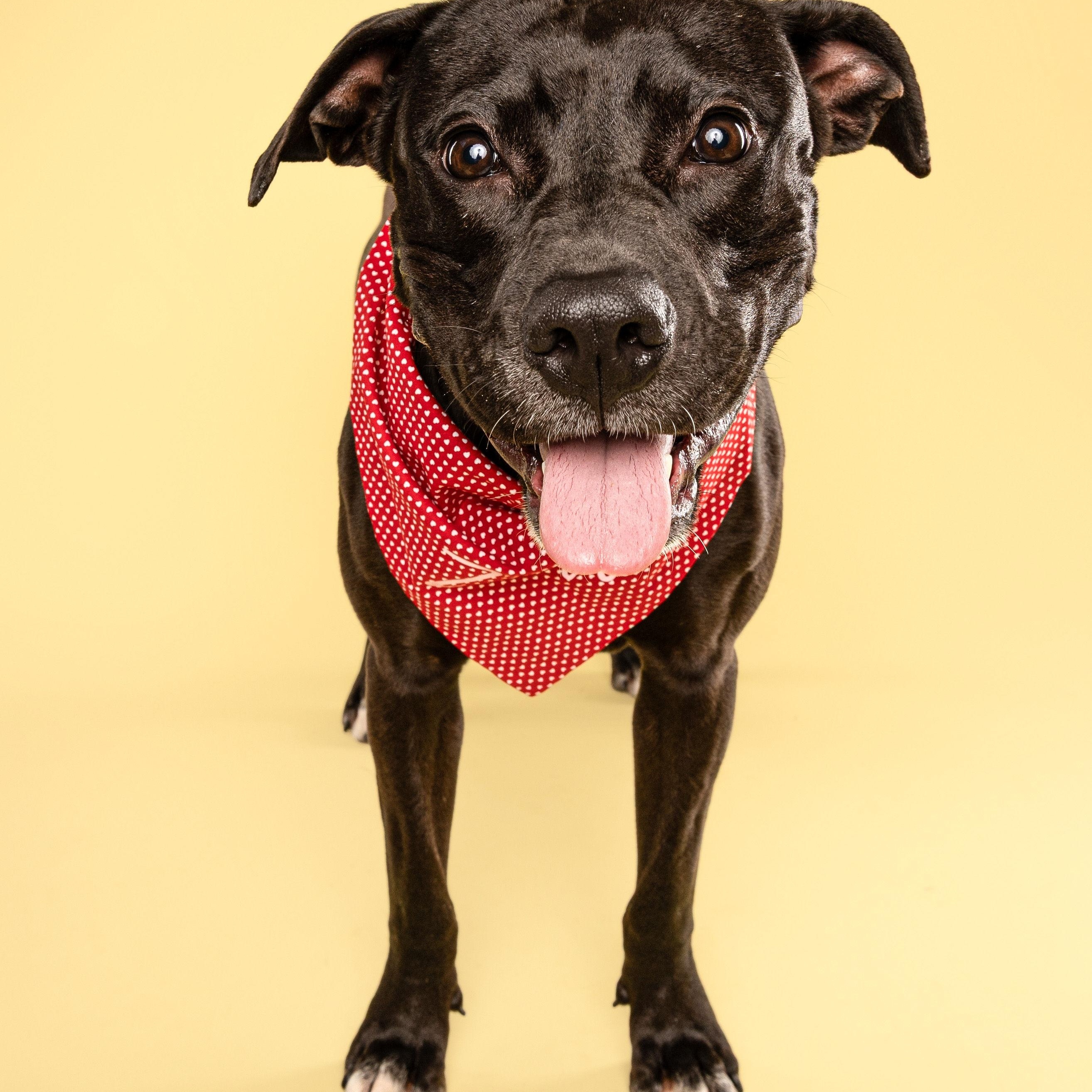 Enlarge Zara, a Adoptable mixed breed in North Vancouver, BC image 1/6