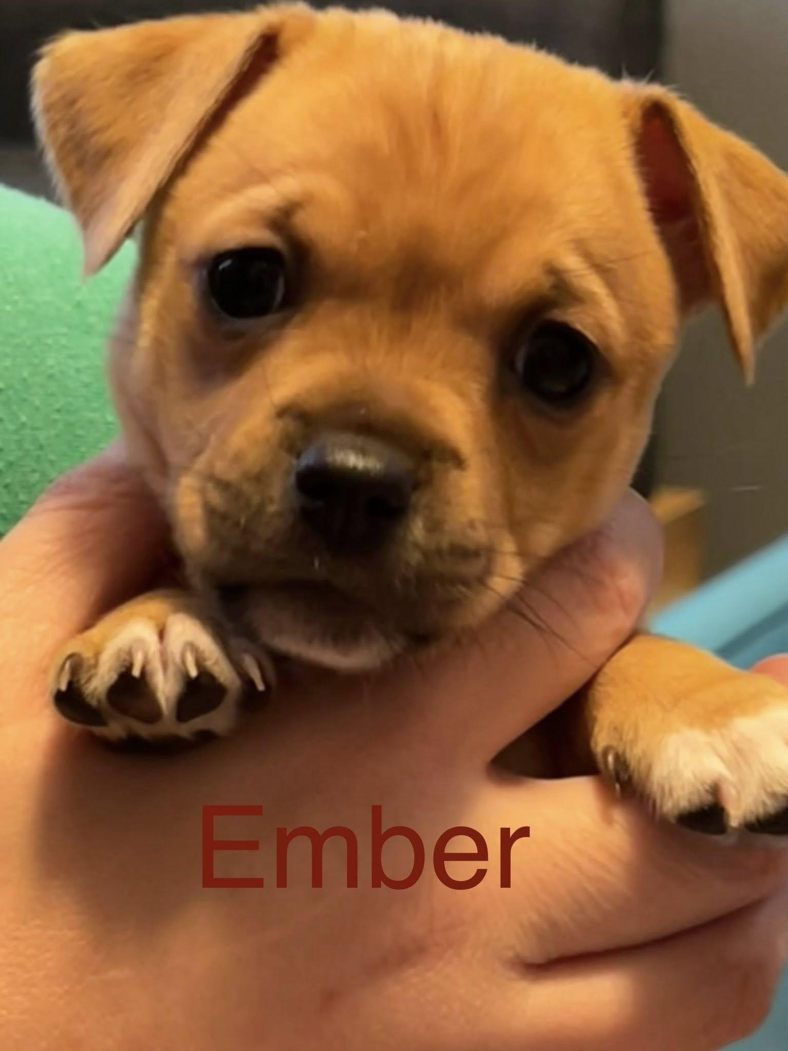 Enlarge Ember, a Adoptable Chihuahua in Mount Pleasant, SC image 1/1