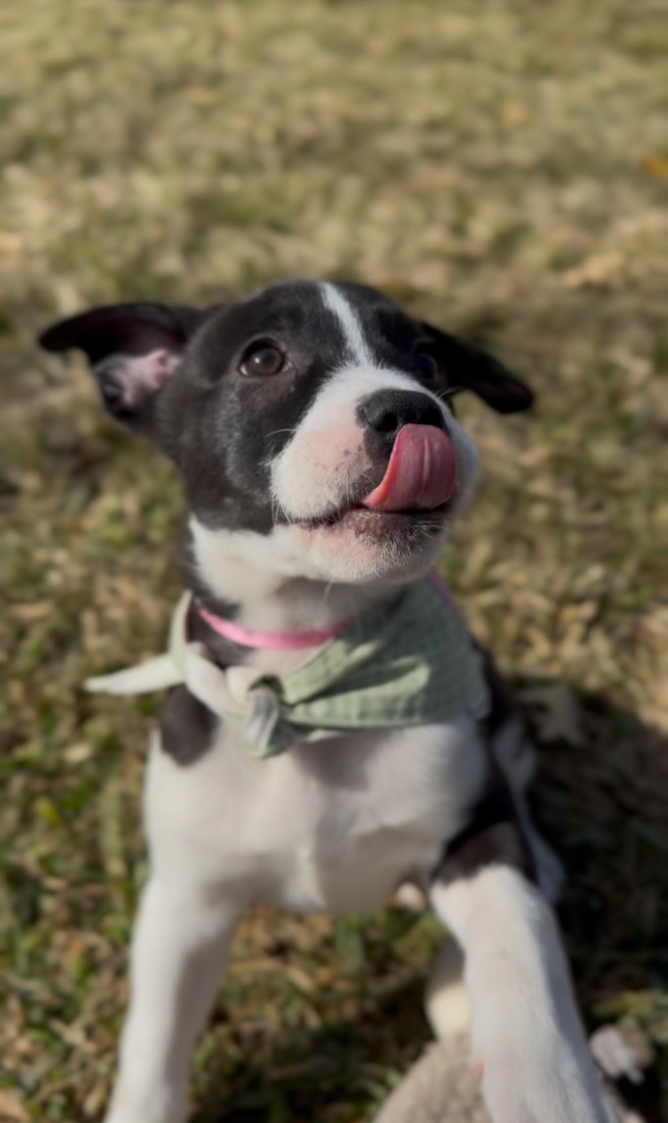 Enlarge Minnie, a Adoptable mixed breed in Warwick, RI image 2/6