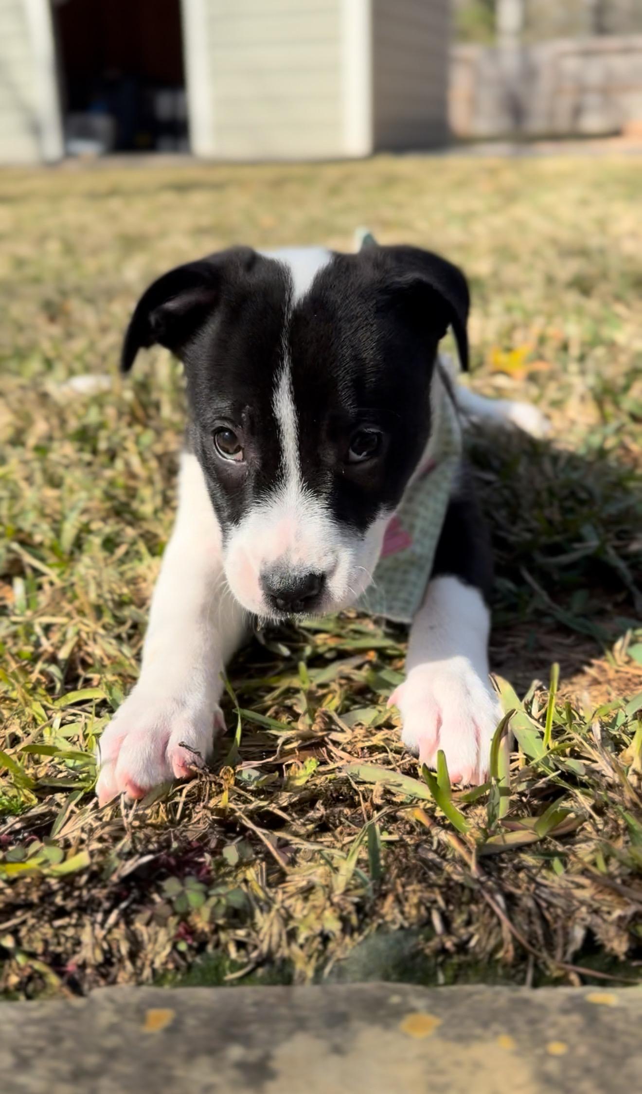 Enlarge Minnie, a Adoptable mixed breed in Warwick, RI image 3/6