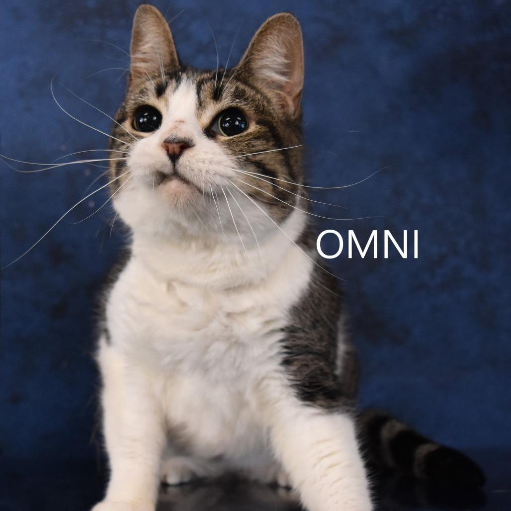 Omni — thumbnail 2