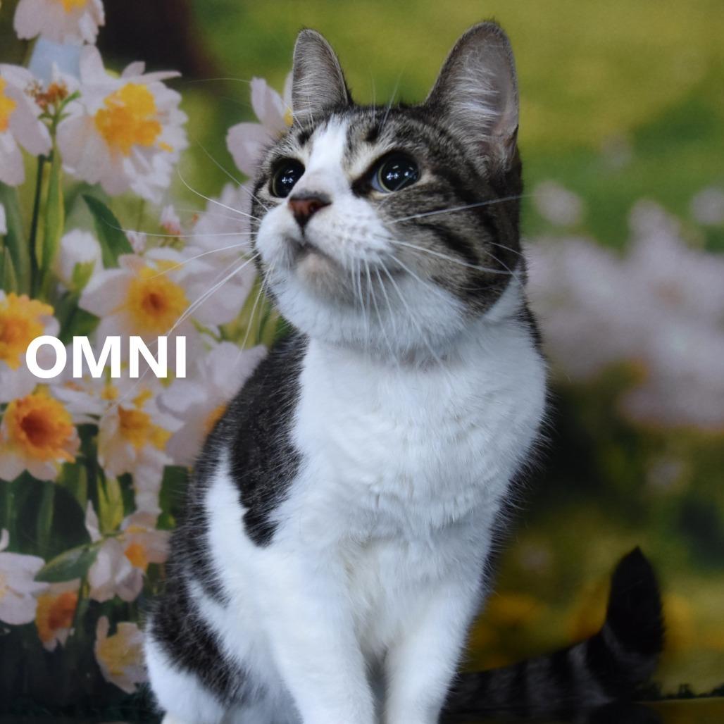 Omni — thumbnail 3