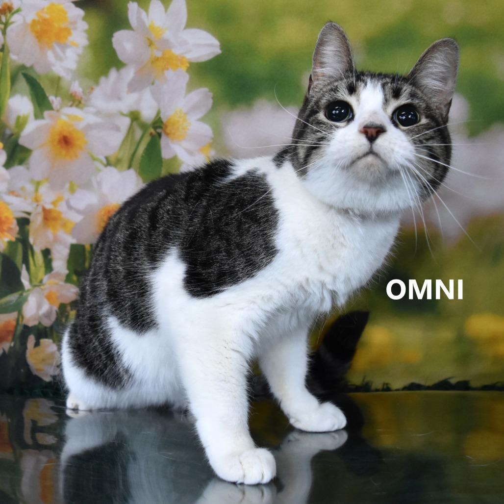 Omni — thumbnail 4