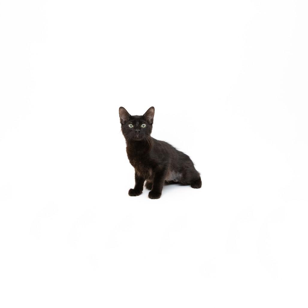 Fergie, Adoptable, Kitten Female Domestic Medium Hair.