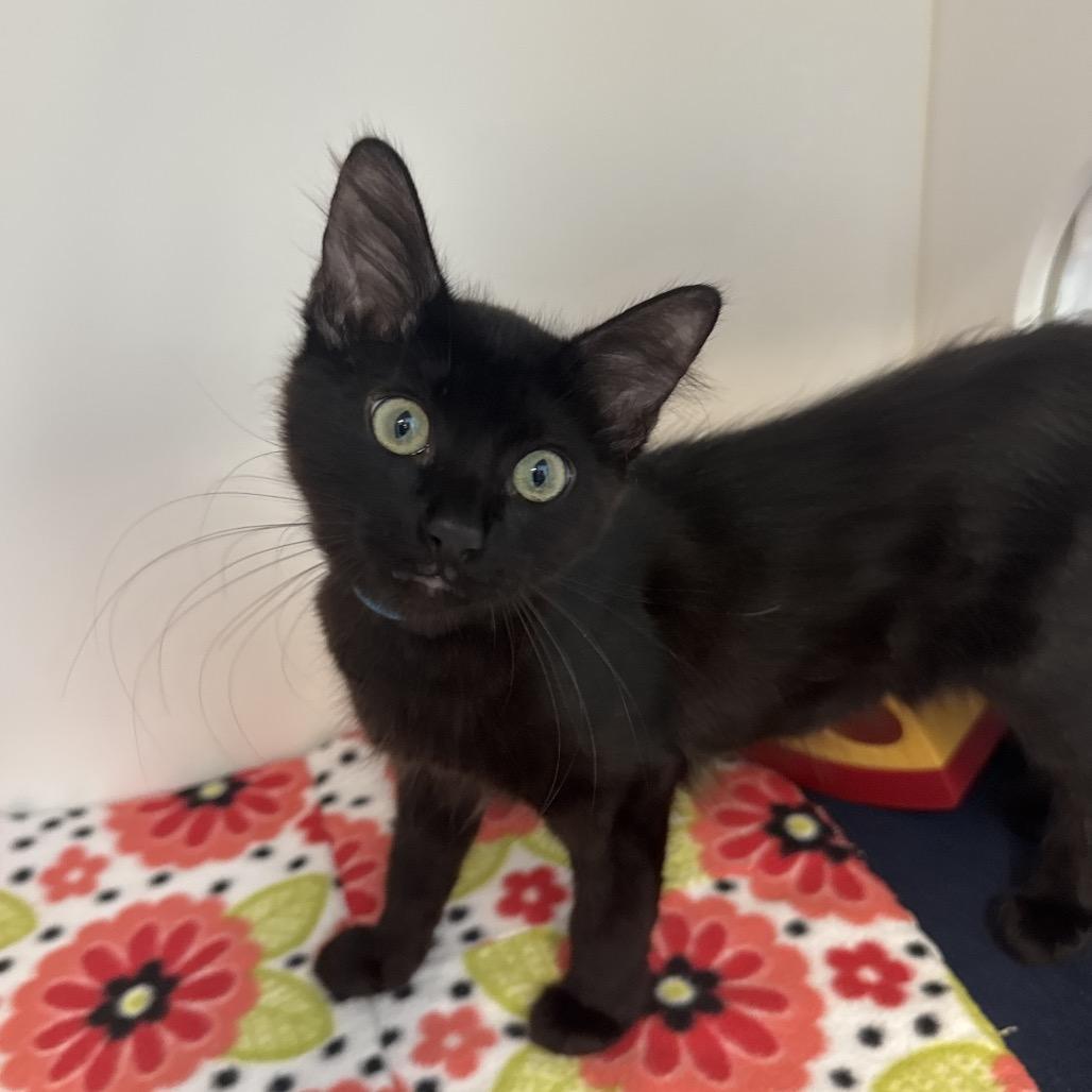 Fergie, a Adoptable Domestic Medium Hair in Playa Vista, CA image 2/2