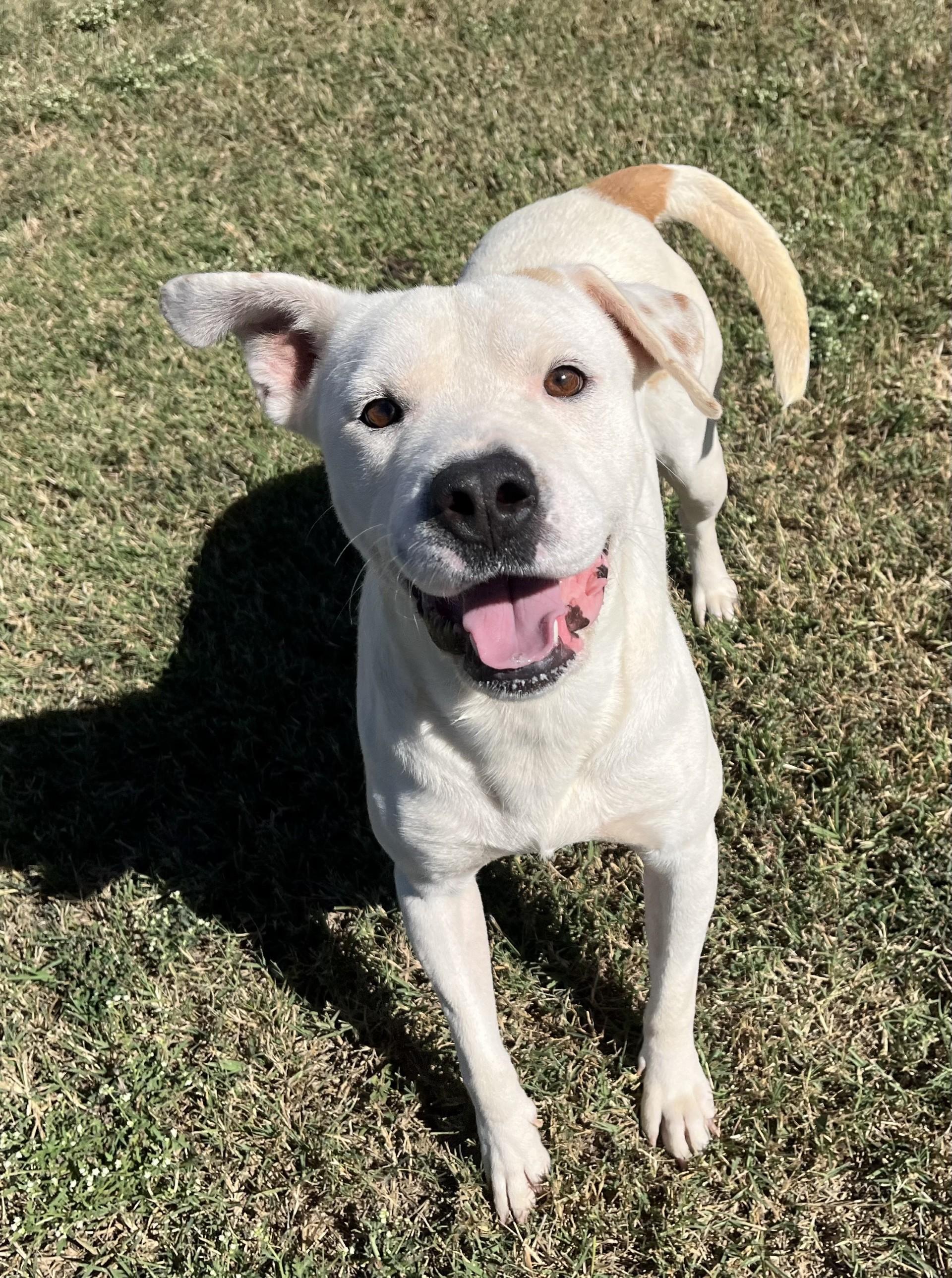 Twix, Adoptable, Adult Male Mixed Breed.