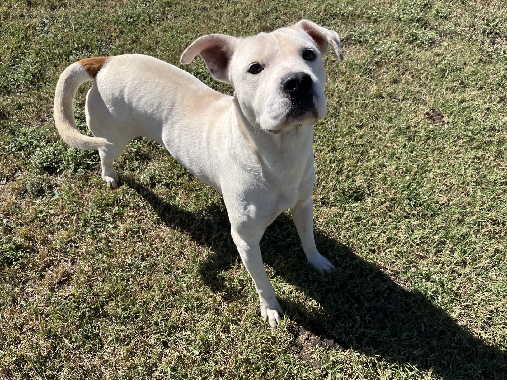 Twix, a Adoptable Mixed Breed in Chickasha, OK image 2/5