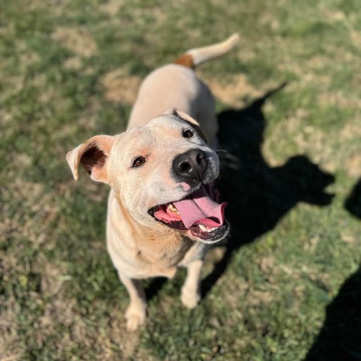Twix, Adoptable, Adult Male Mixed Breed.