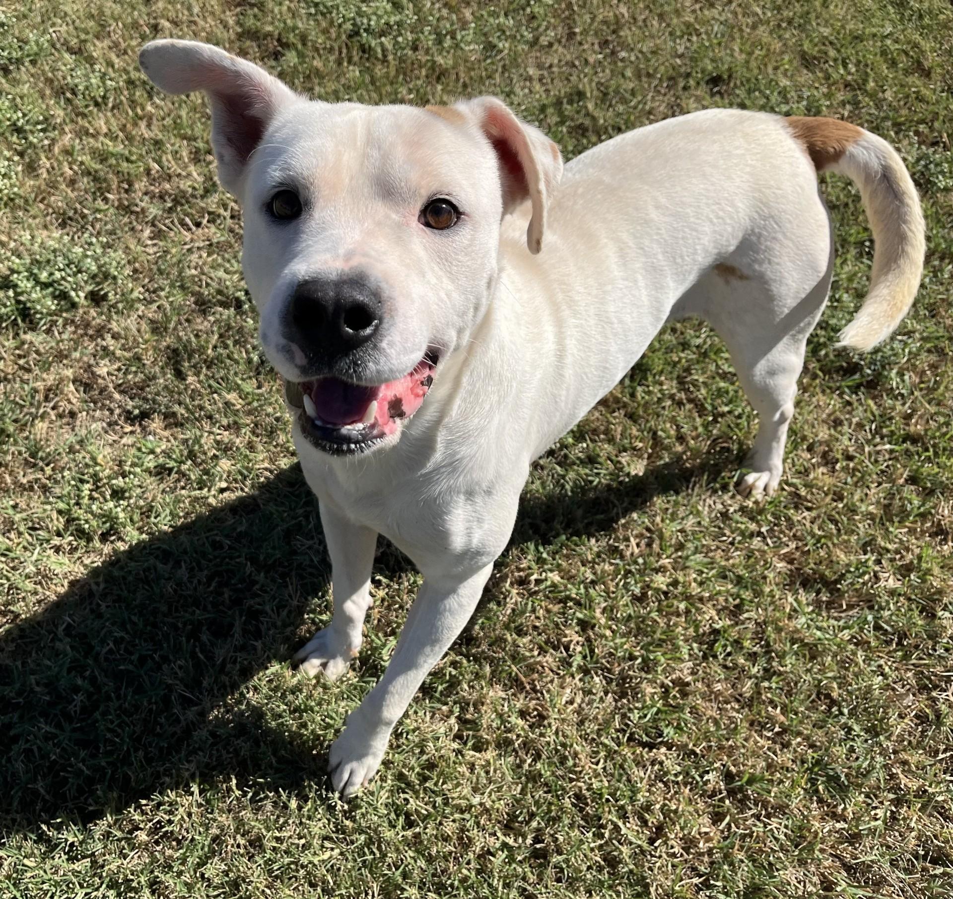 Twix, a Adoptable Mixed Breed in Chickasha, OK image 3/5