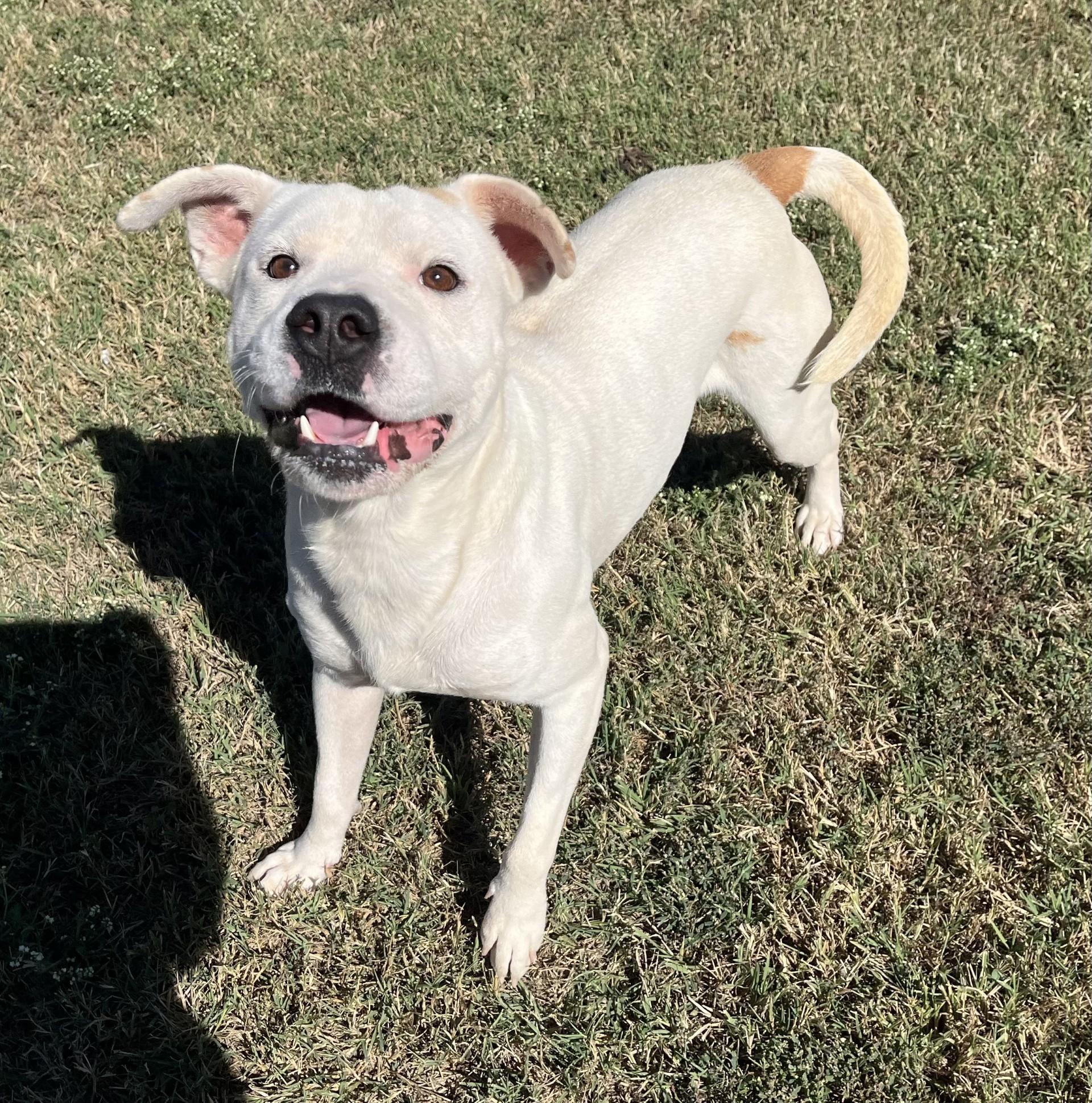 Twix, a Adoptable Mixed Breed in Chickasha, OK image 4/5