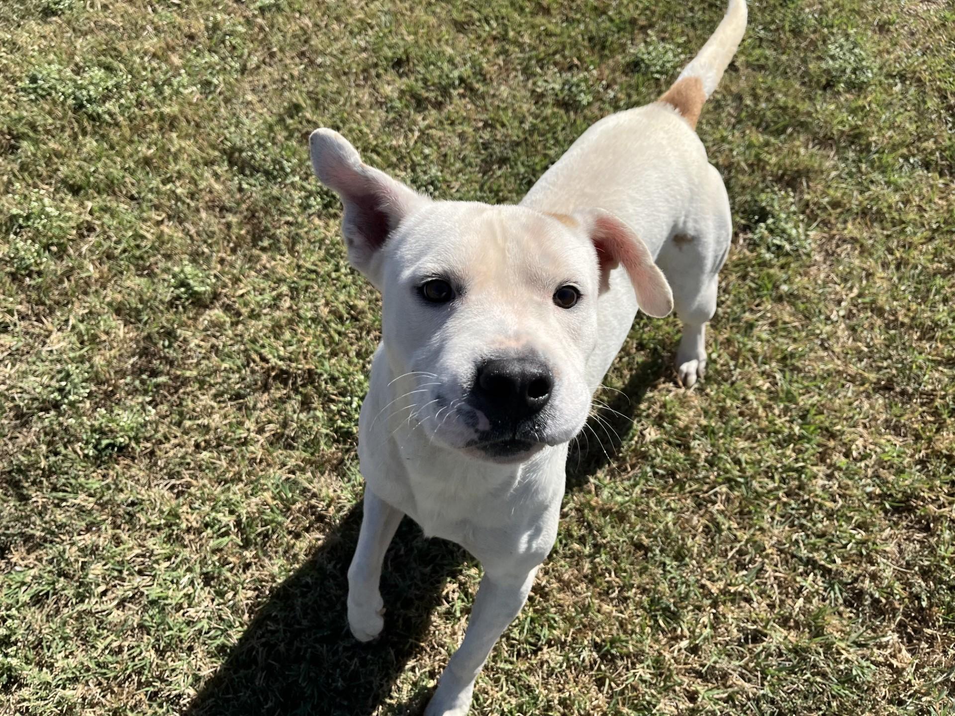 Twix, a Adoptable Mixed Breed in Chickasha, OK image 5/5