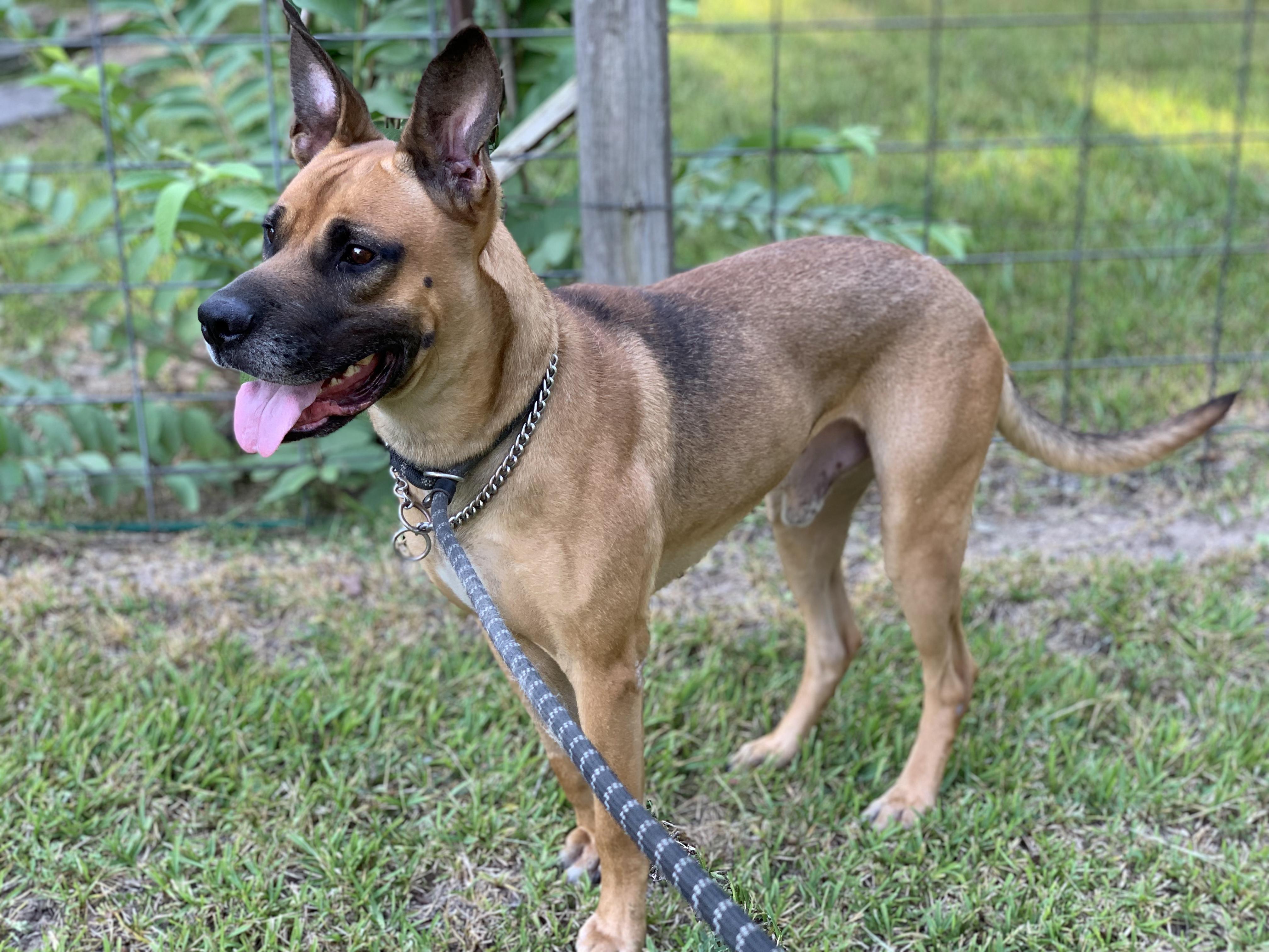 Brown Dog, a Adoptable mixed breed in Princeton, NJ image 2/5