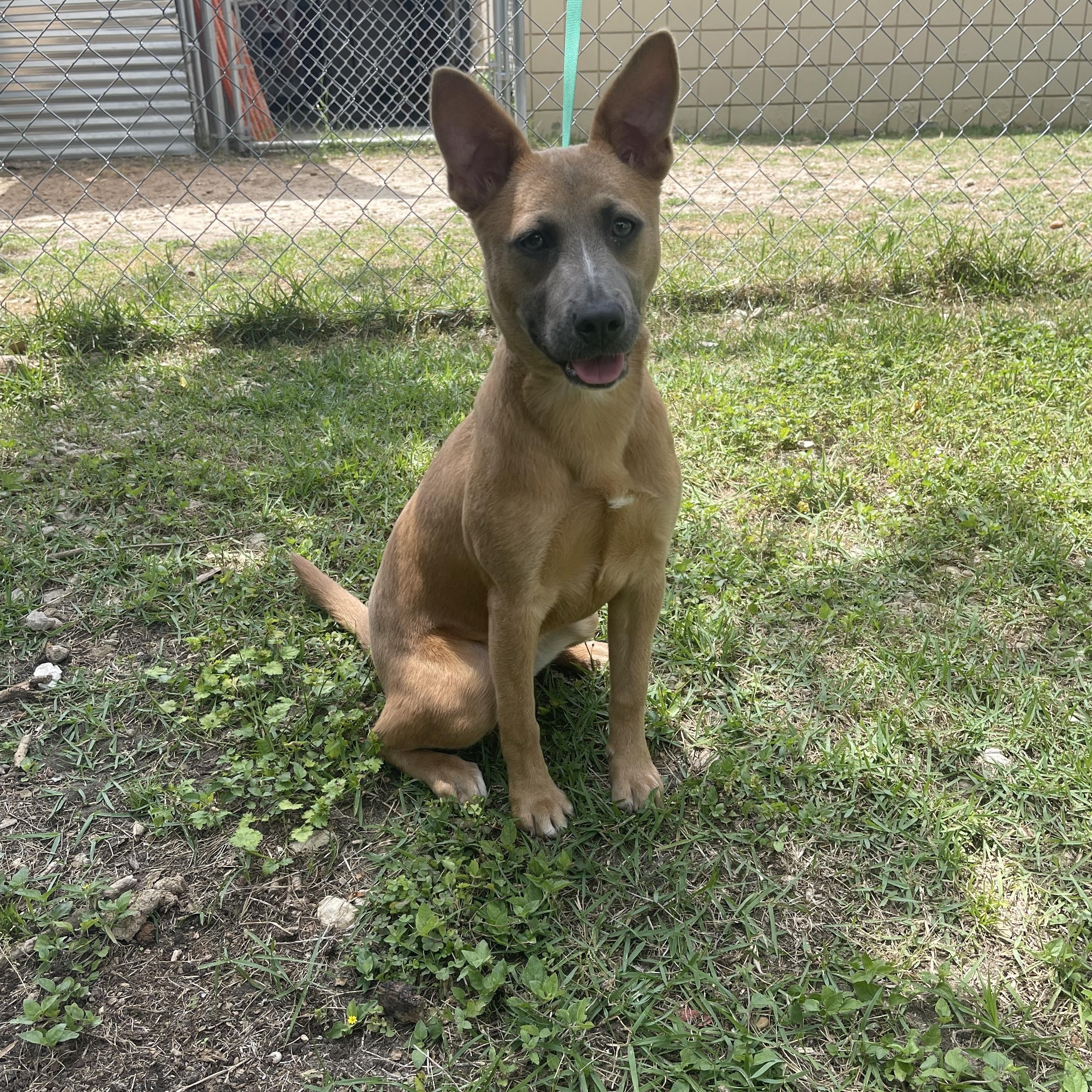 Chiquita, a ADOPTABLE mixed breed in Tallahassee, FL image 2/2