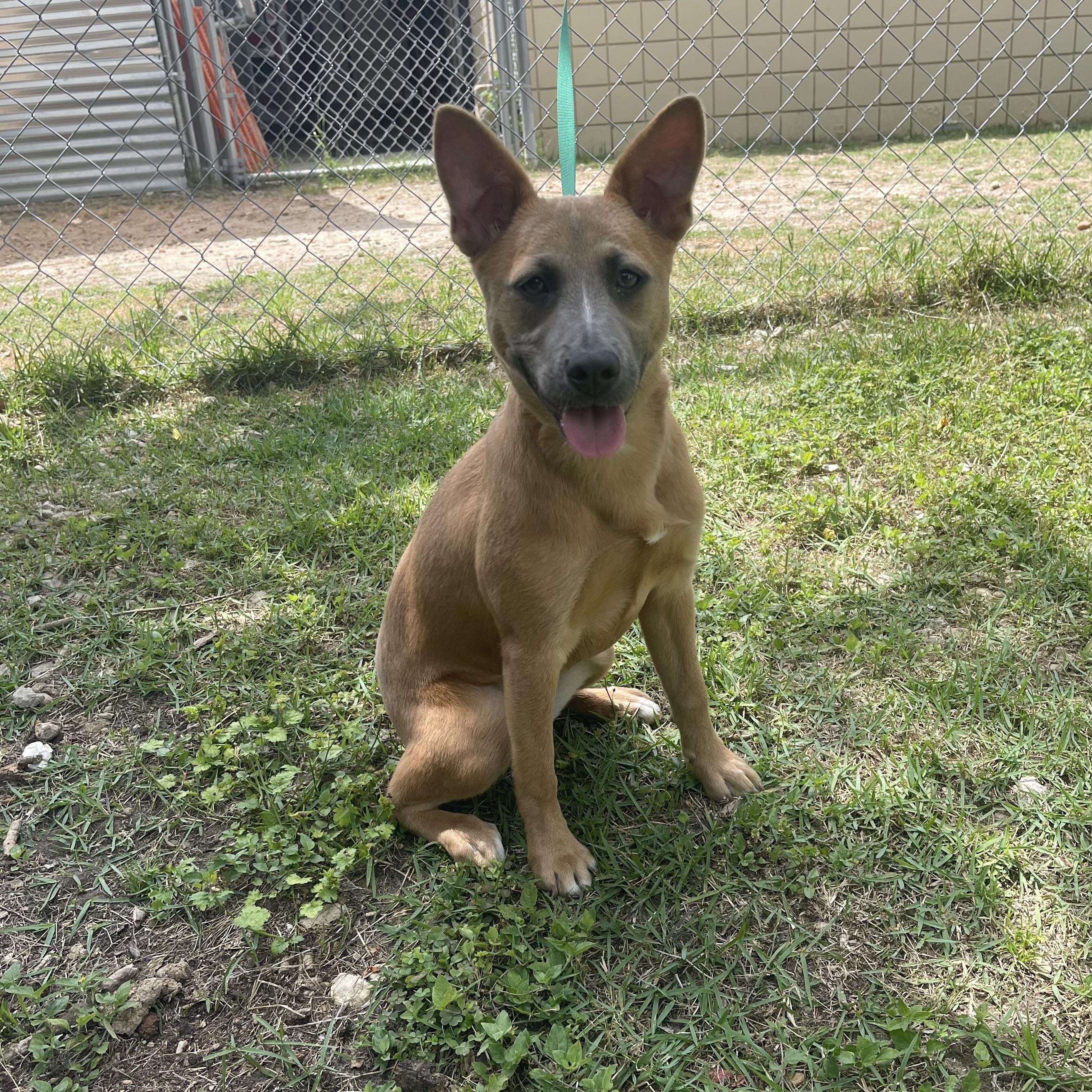Chiquita, a ADOPTABLE mixed breed in Tallahassee, FL image 1/2