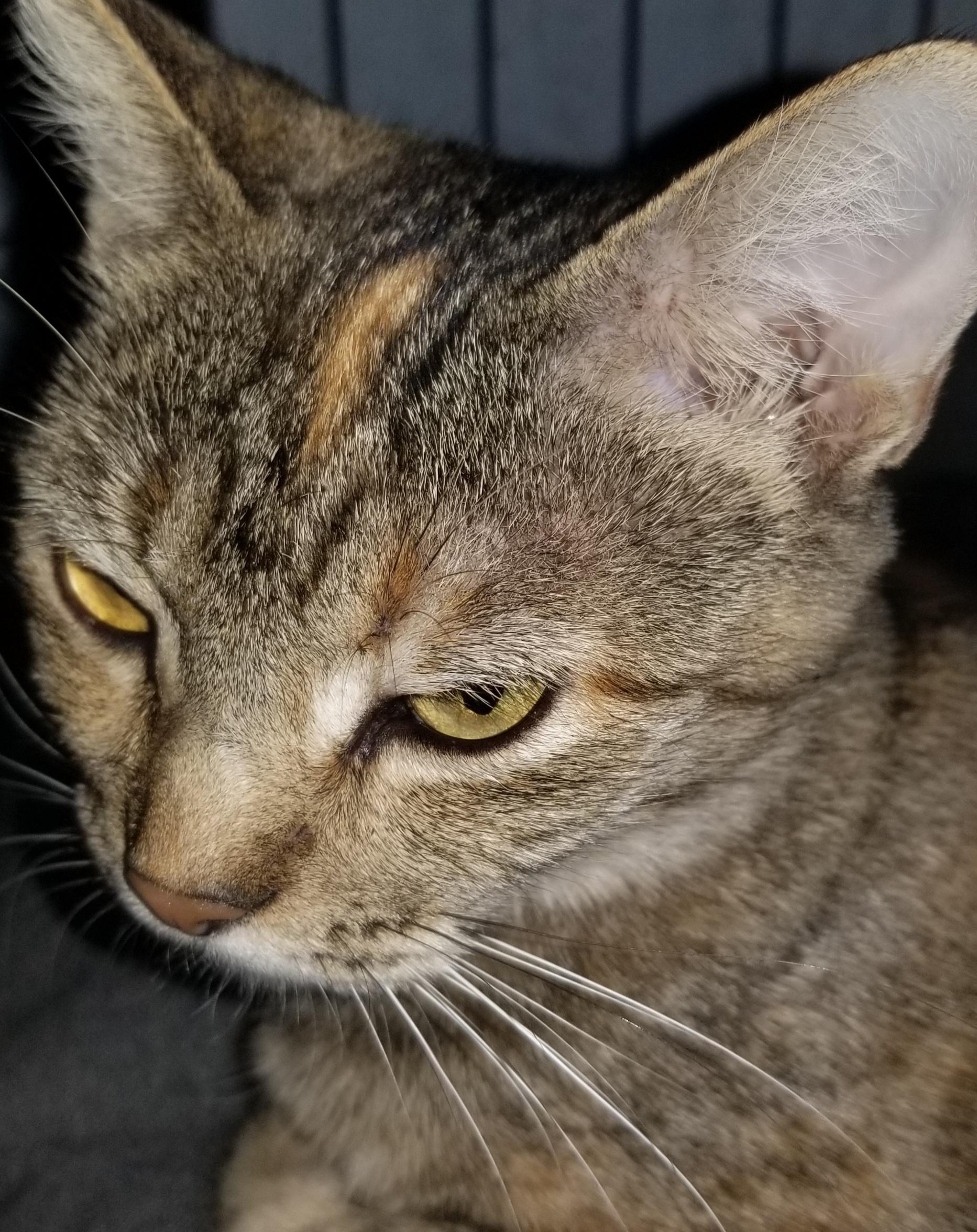 Enlarge Ginger, a ADOPTABLE American Shorthair in Dallas, TX image 2/3