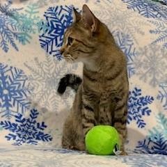 Enlarge Ginger, a ADOPTABLE American Shorthair in Dallas, TX image 3/3