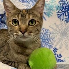 Enlarge Ginger, a ADOPTABLE American Shorthair in Dallas, TX image 1/3