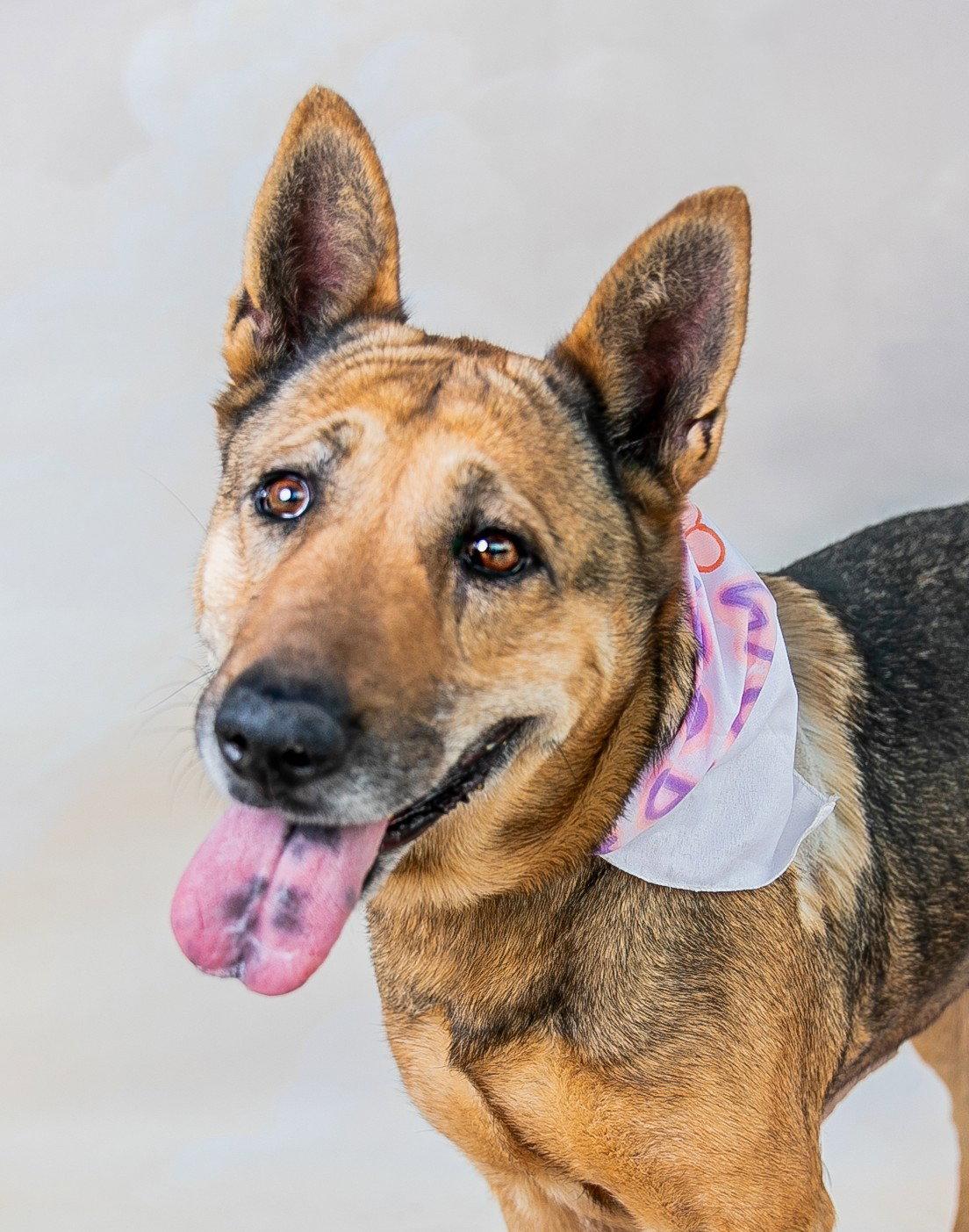 MARGARET, Adoptable, Senior Female German Shepherd Dog.