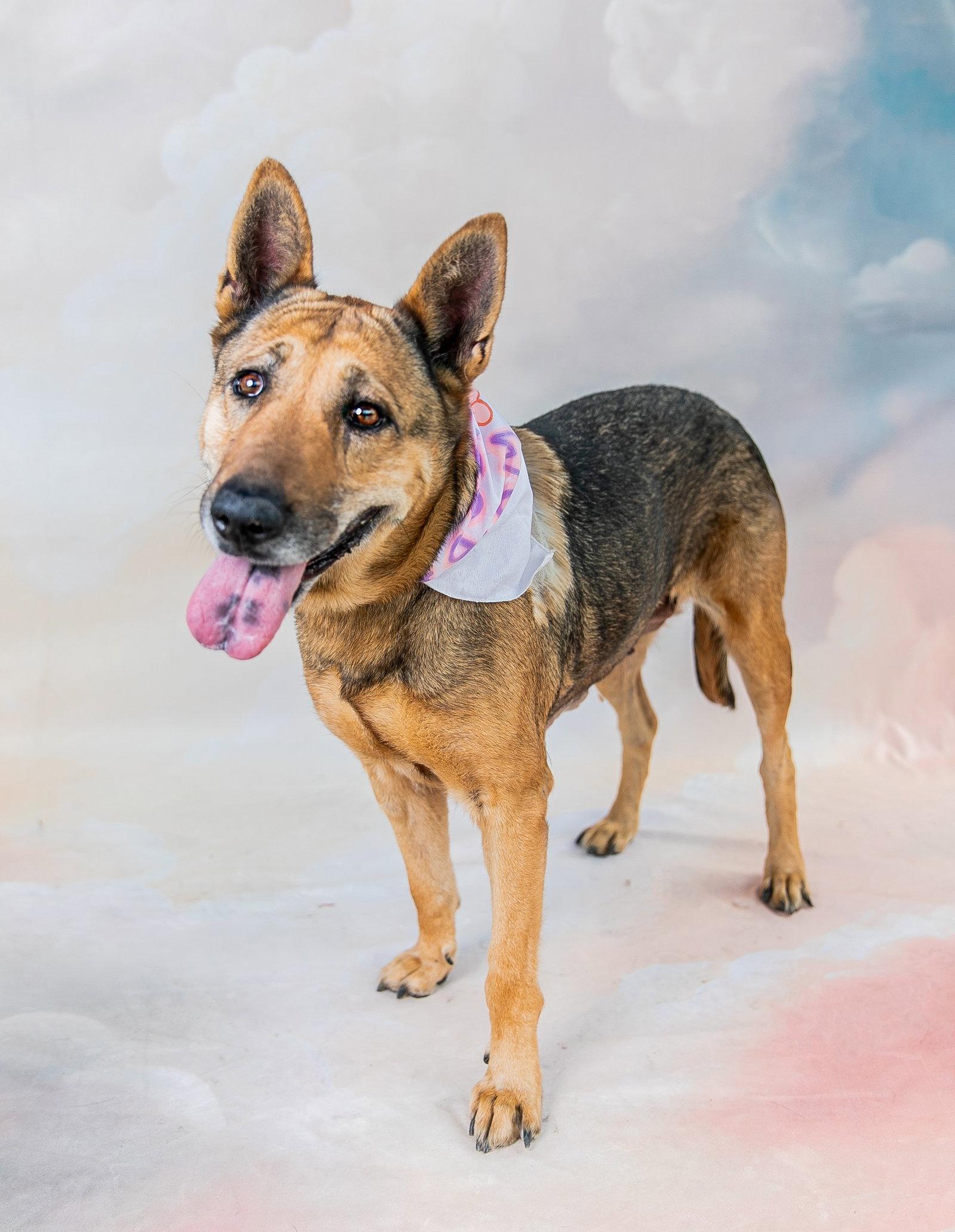 MARGARET, a Adoptable German Shepherd Dog in Pasadena, CA image 2/2