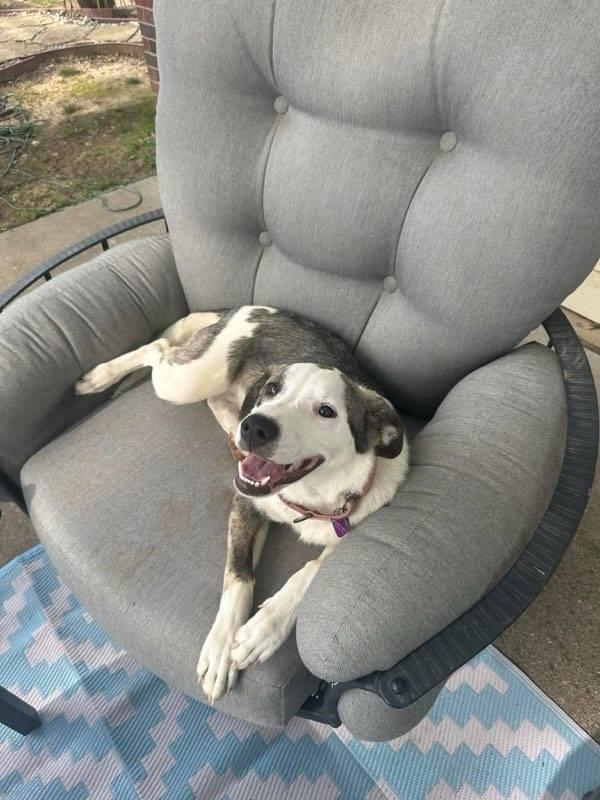 Enlarge Lucy 2, an adopted mixed breed in Colleyville, TX image 4/4