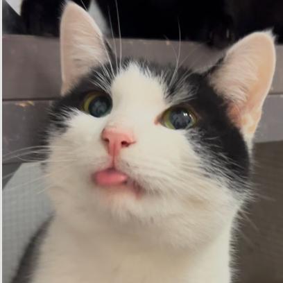 Enlarge Chip, a Adoptable Domestic Short Hair in Oceanside, NY image 3/4