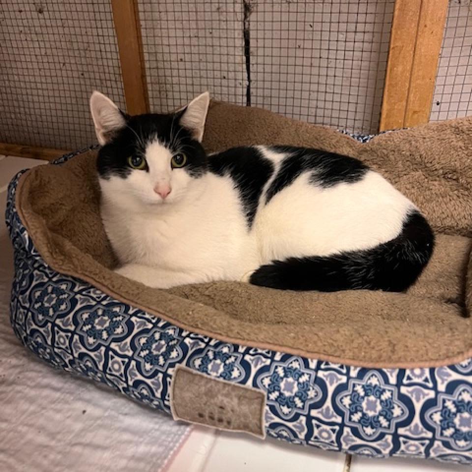 Enlarge Chip, a Adoptable Domestic Short Hair in Oceanside, NY image 4/4