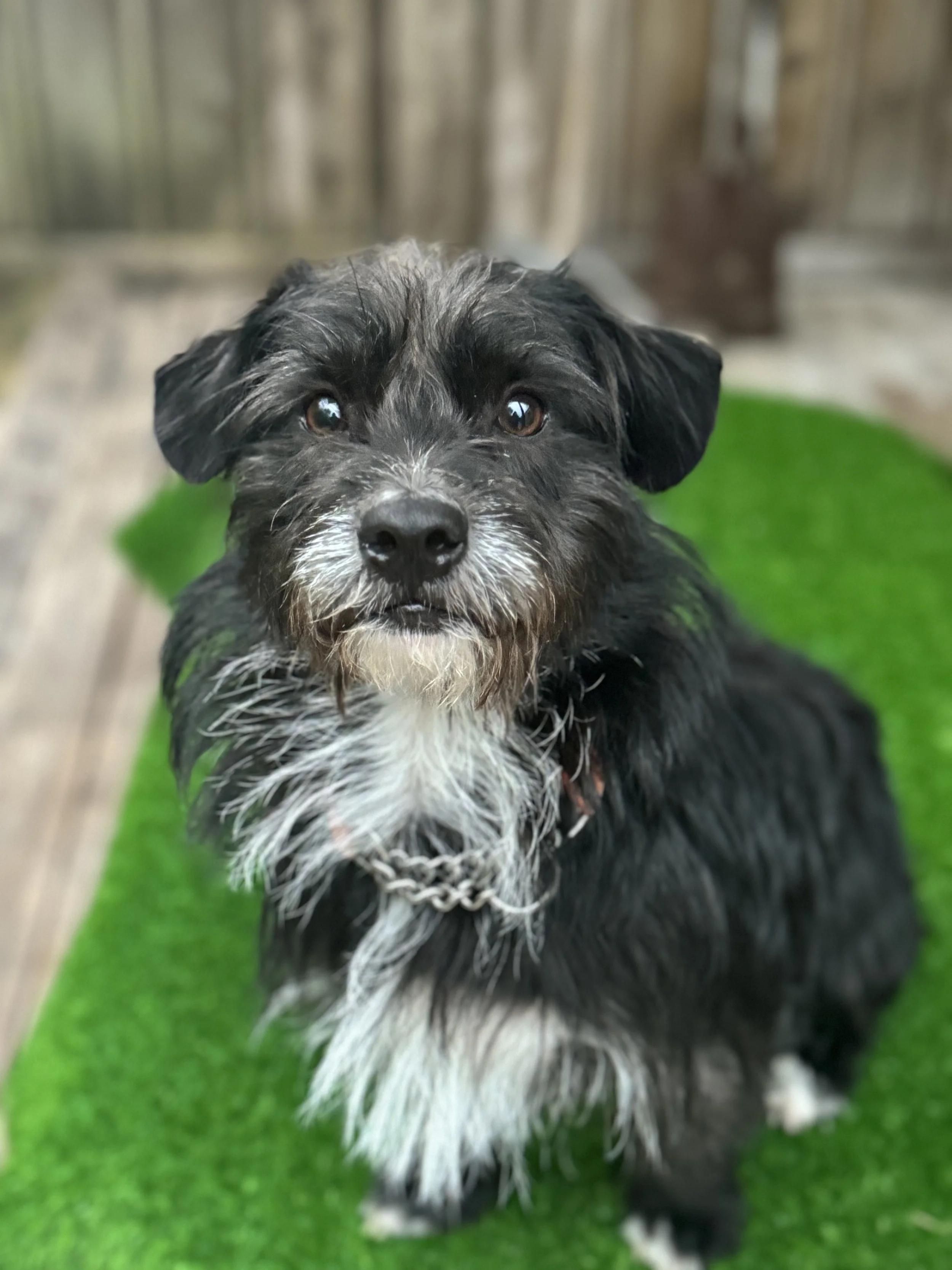 BOBBY, ADOPTABLE, Puppy Male Terrier.