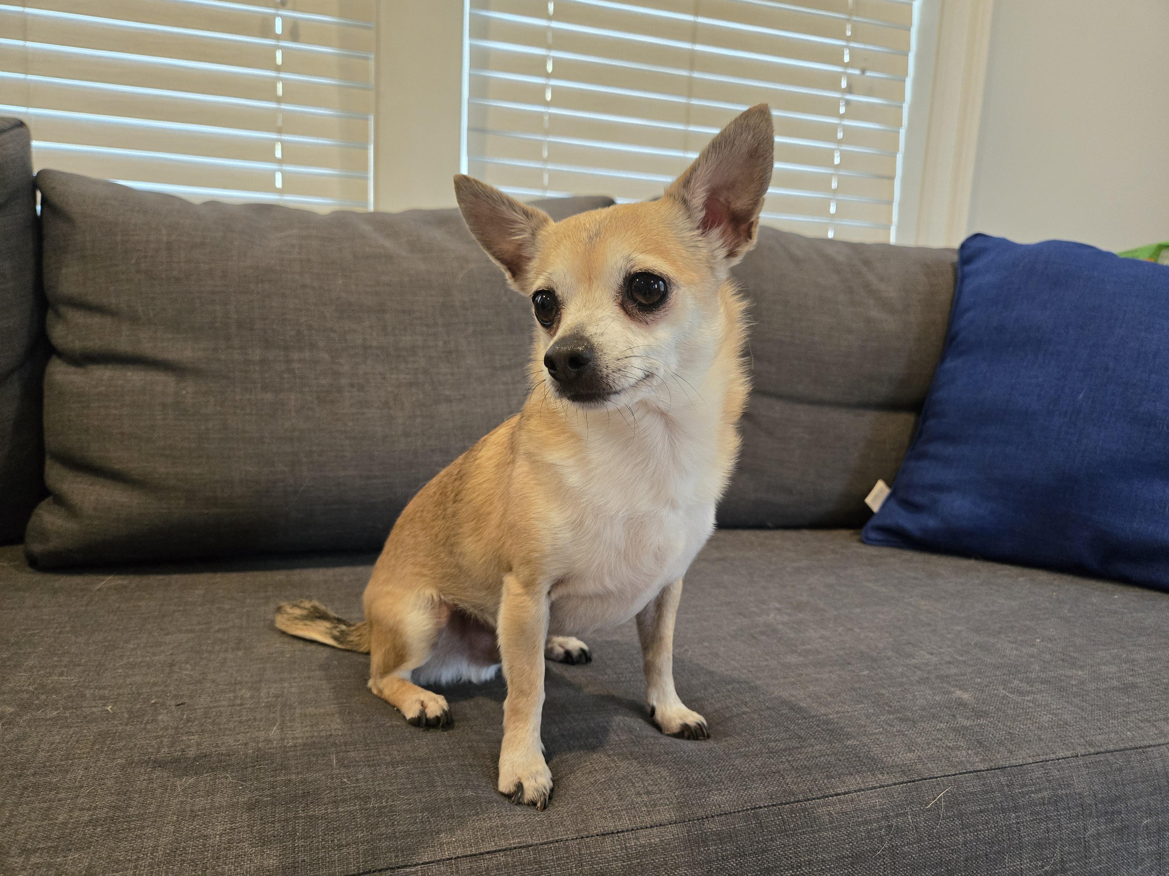 Bruno, Adoptable, Adult Male Chihuahua.