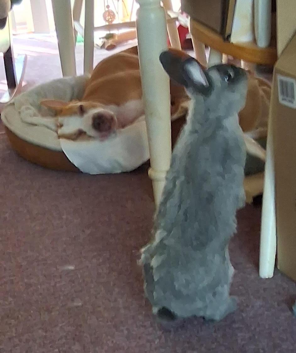 Wilma adoption pending!, a Adoptable mixed breed in Blackwood, NJ image 1/4