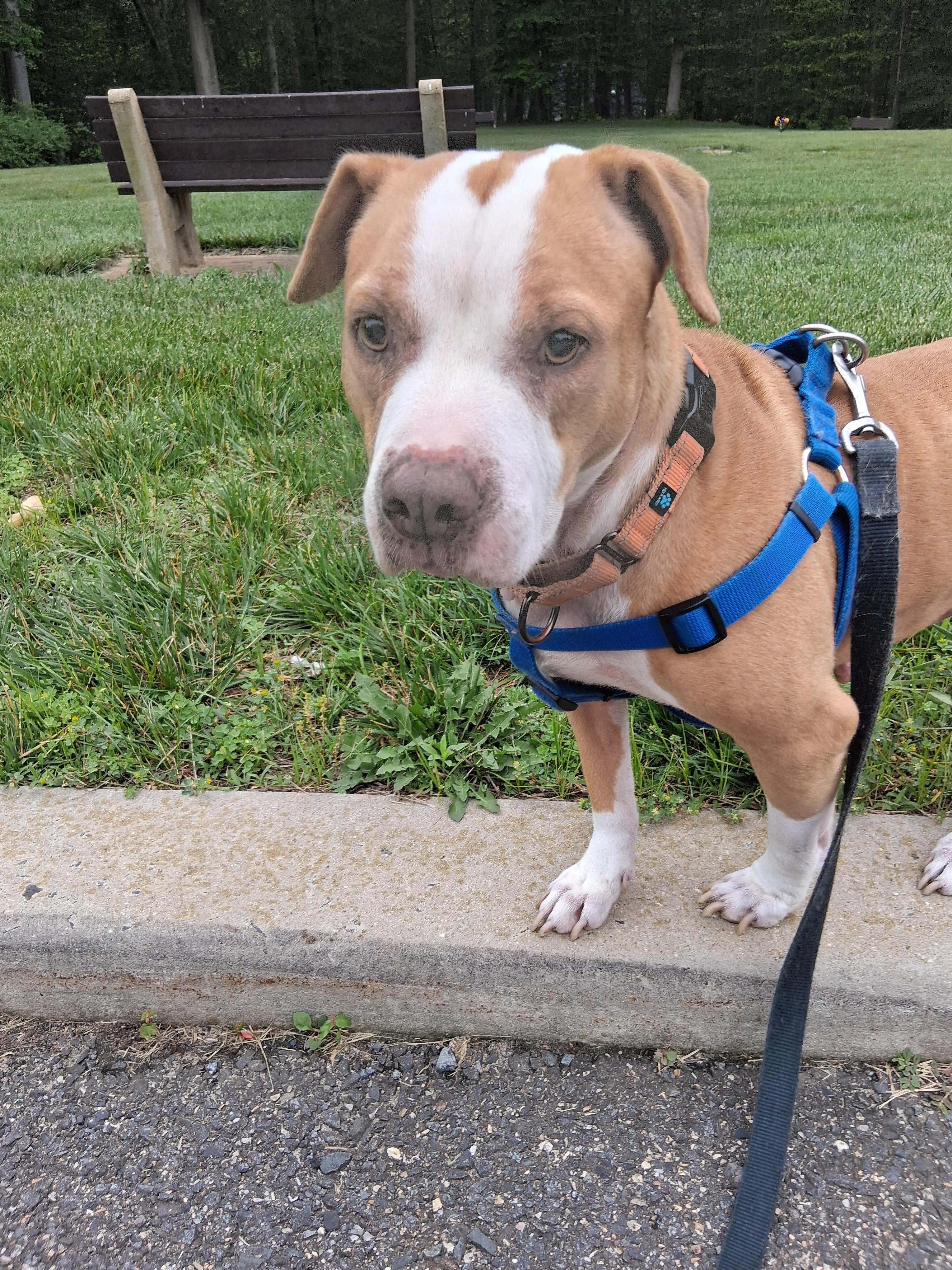 Wilma adoption pending!, a Adoptable mixed breed in Blackwood, NJ image 2/4