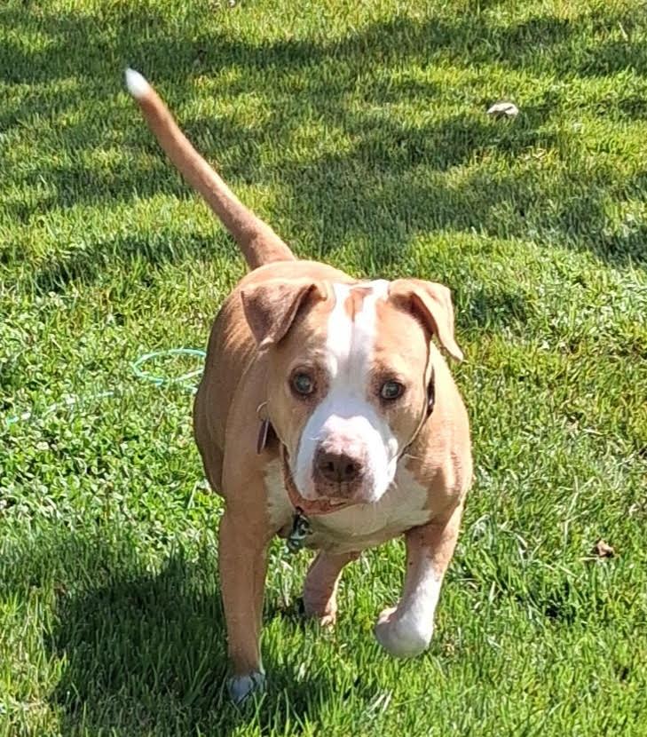 Wilma adoption pending!, a Adoptable mixed breed in Blackwood, NJ image 3/4