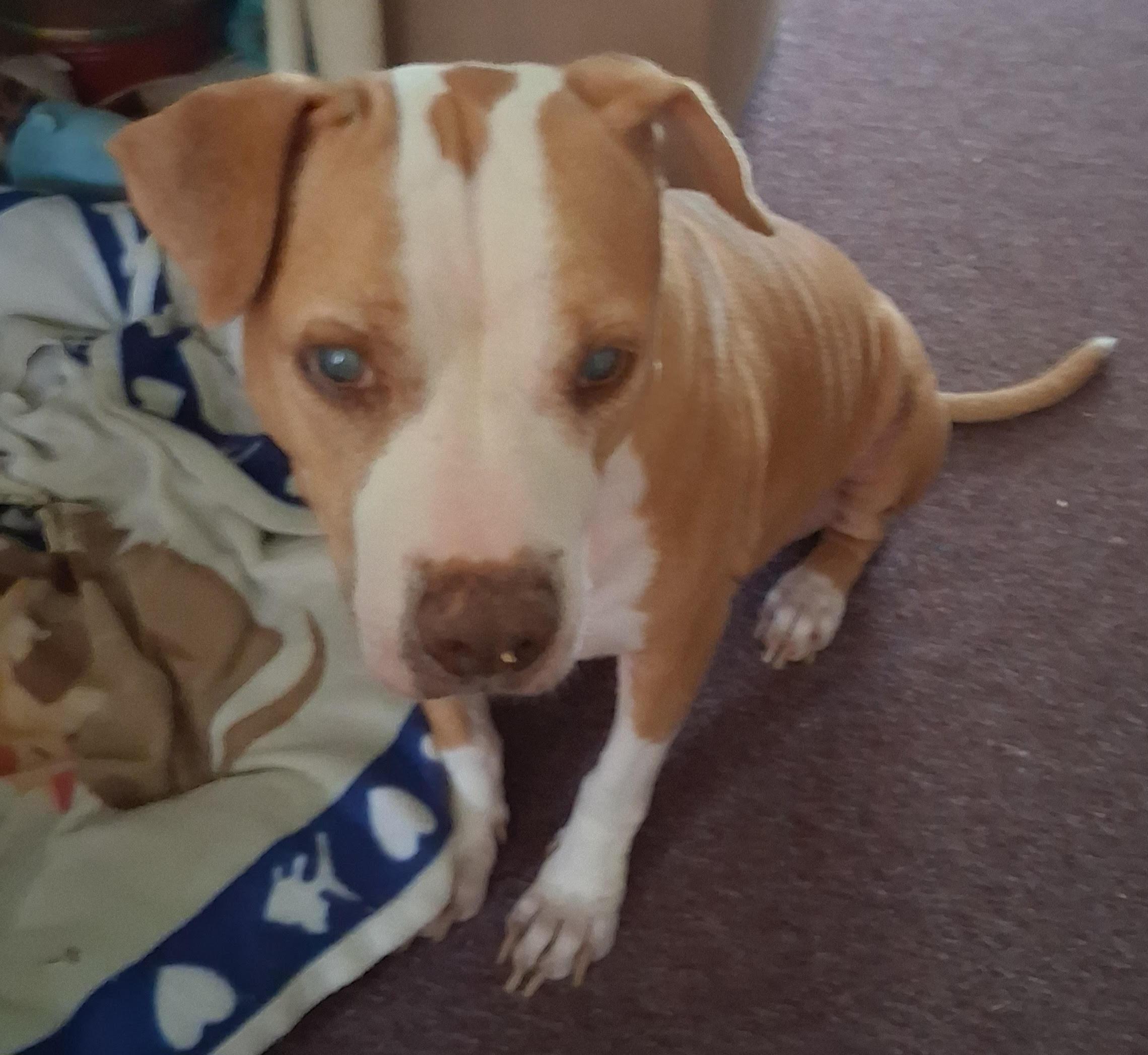 Wilma adoption pending!, a Adoptable mixed breed in Blackwood, NJ image 4/4