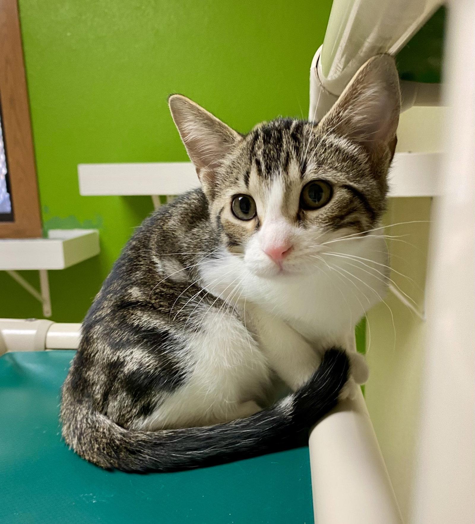 Jupiter, Adoptable, Young Male Domestic Short Hair & Tabby.