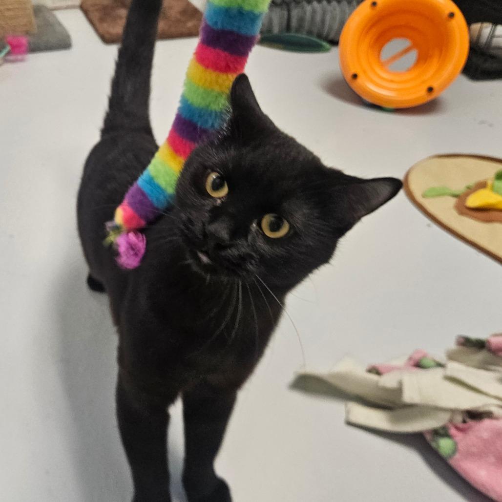 Enlarge Cosmo, a Adoptable Domestic Short Hair in Conway, NH image 1/3