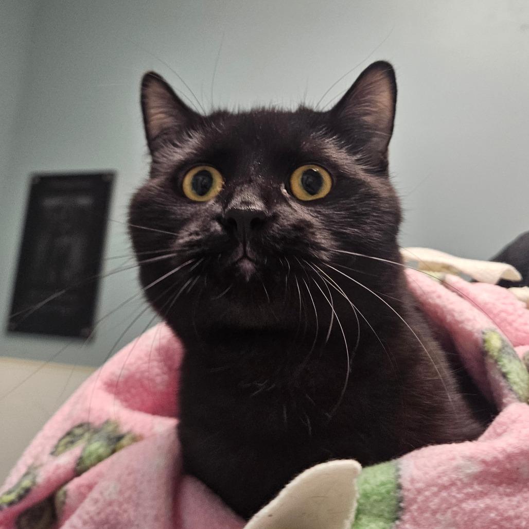 Enlarge Cosmo, a Adoptable Domestic Short Hair in Conway, NH image 2/3