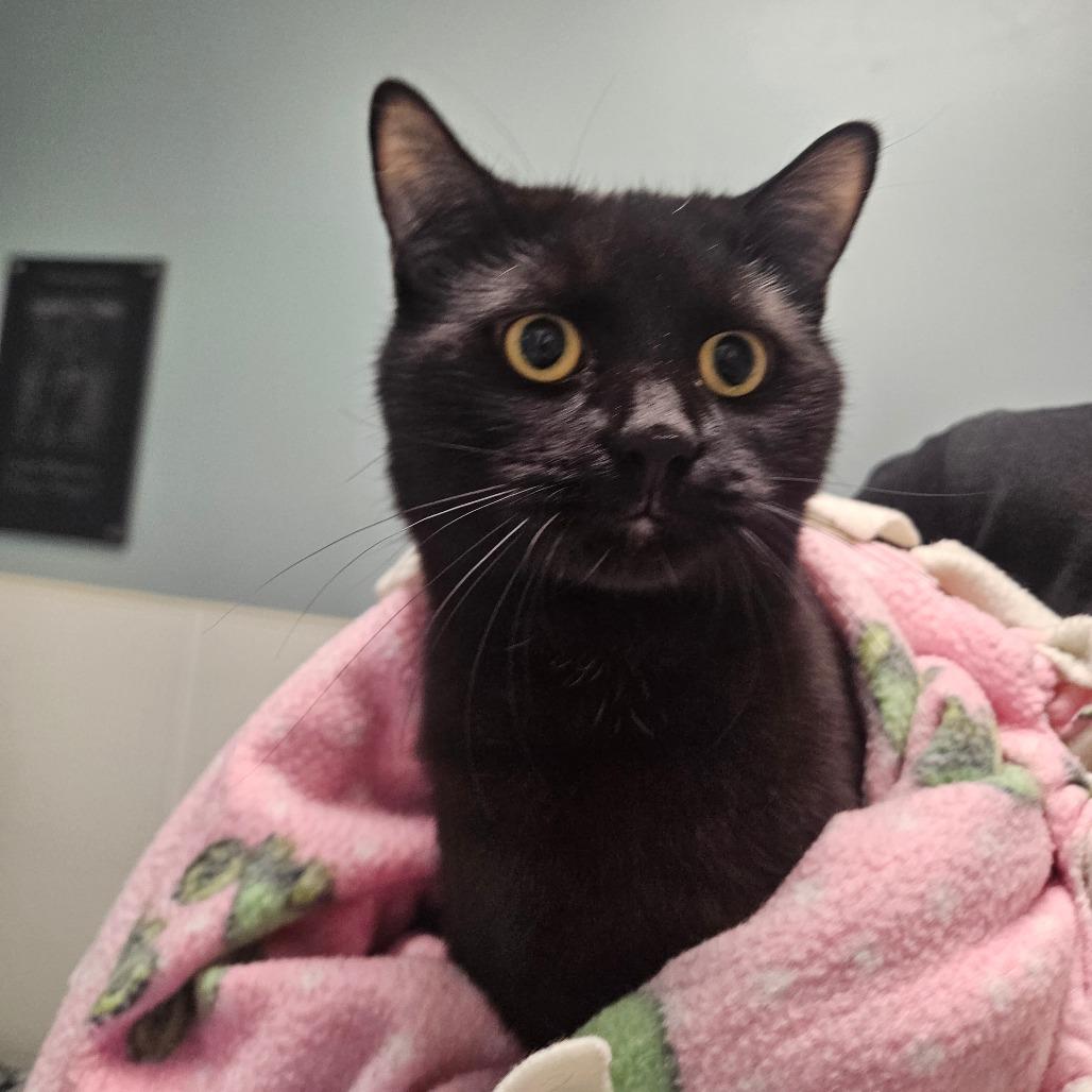 Enlarge Cosmo, a Adoptable Domestic Short Hair in Conway, NH image 3/3