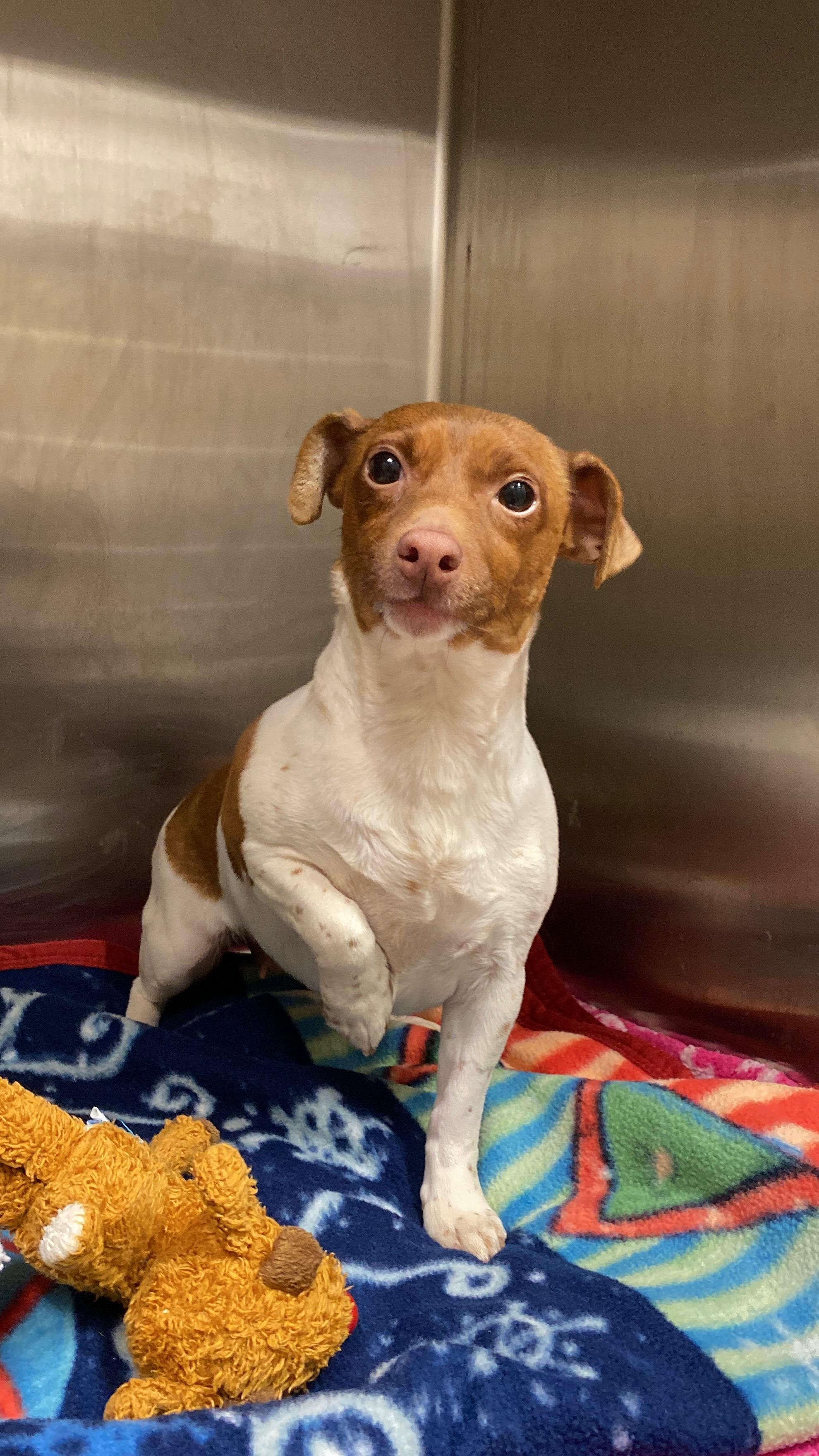 Enlarge Holly, an adopted Jack Russell Terrier in Sunbury, PA image 4/4